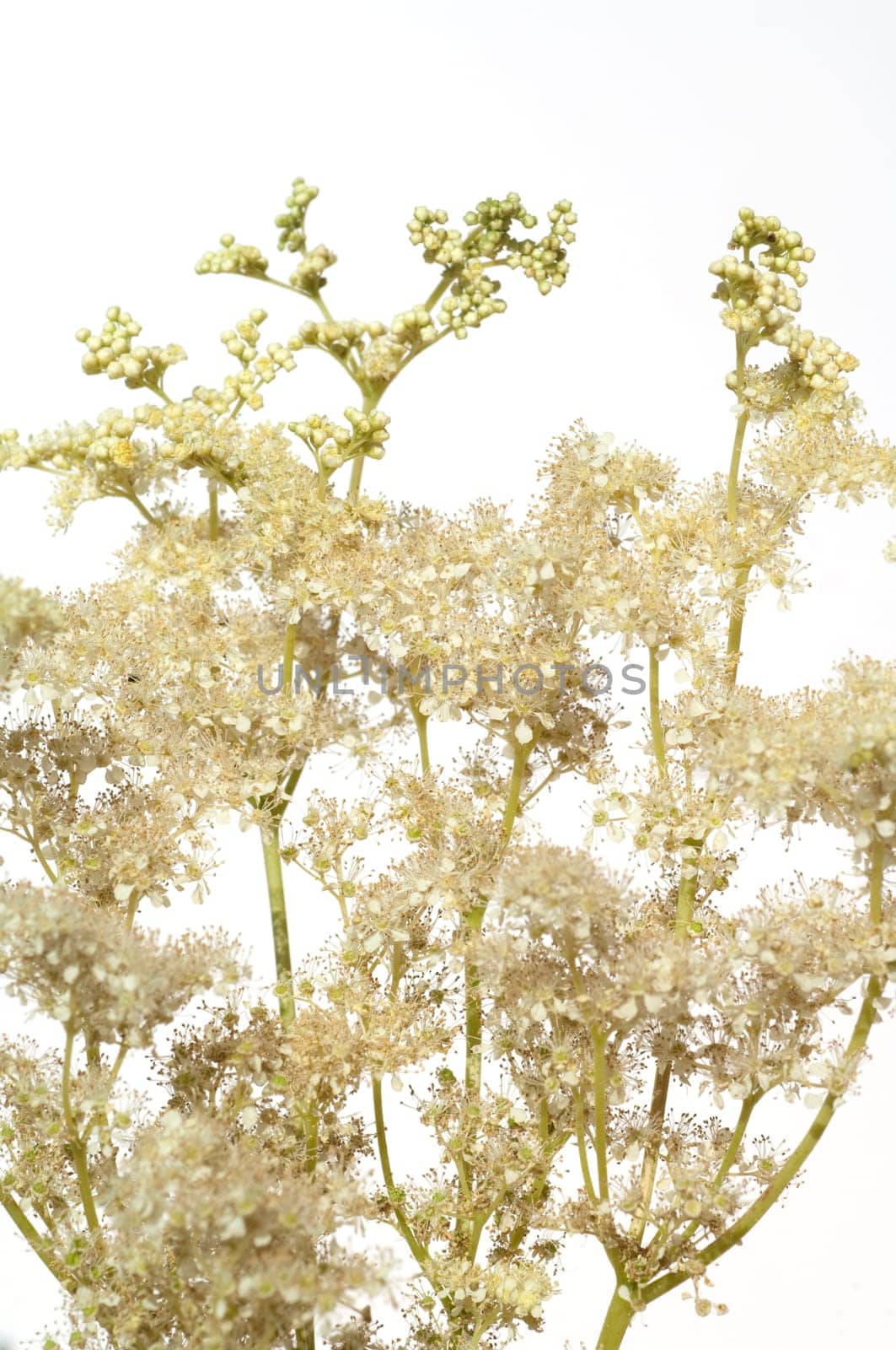 Maedesuess, Filipendula, ulmaria