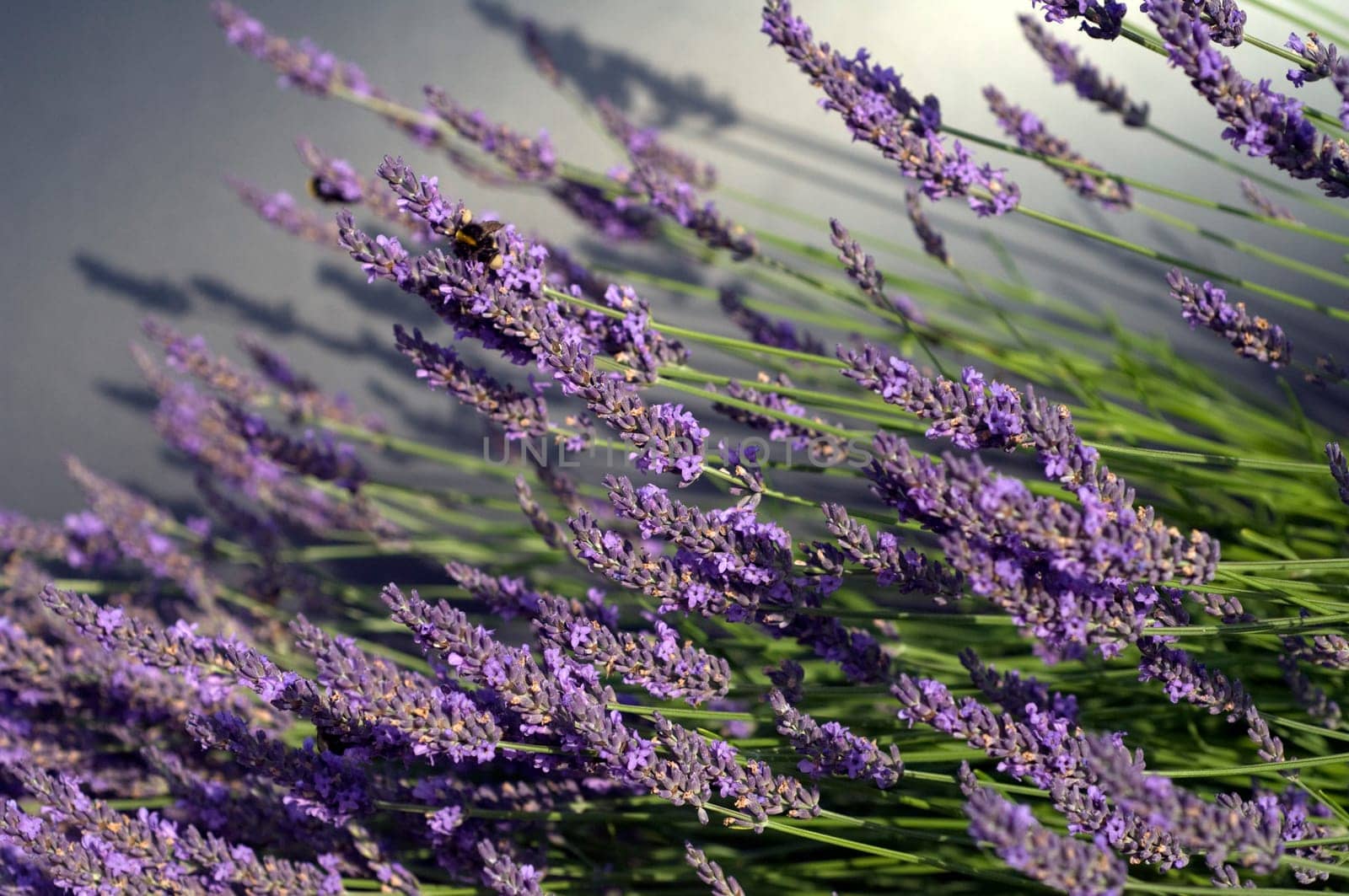 Lavendel  Lavendula  angustifolia