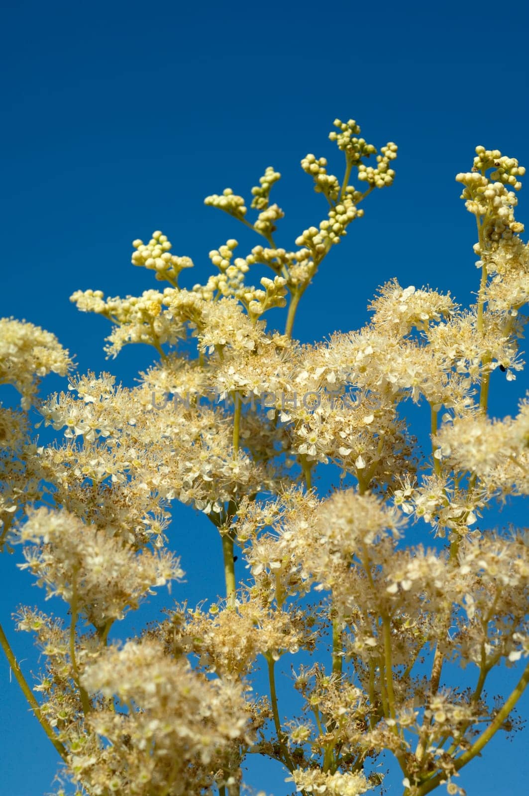 Maedesuess, Filipendula, ulmaria