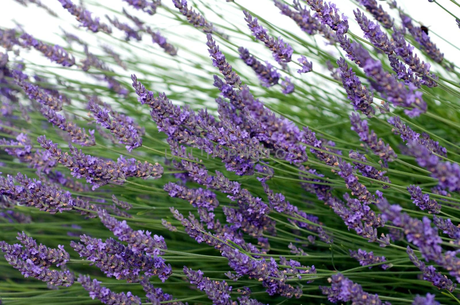 Lavendel  Lavendula  angustifolia