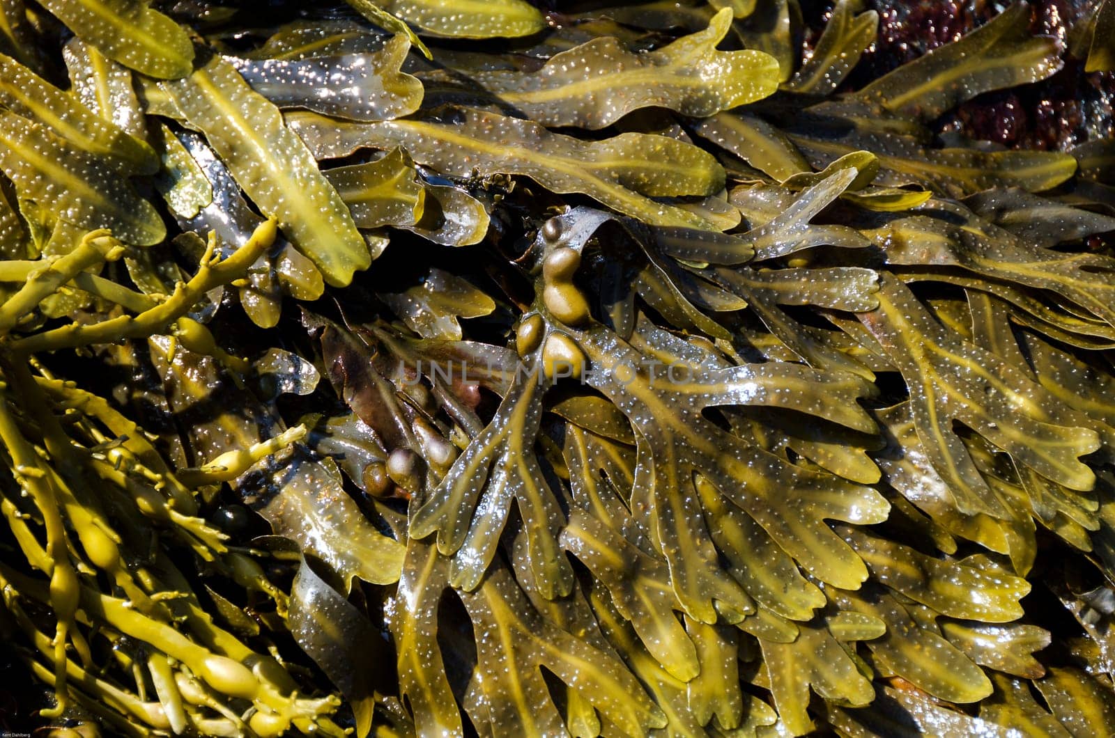 Sea tangle on the swedish westcoast