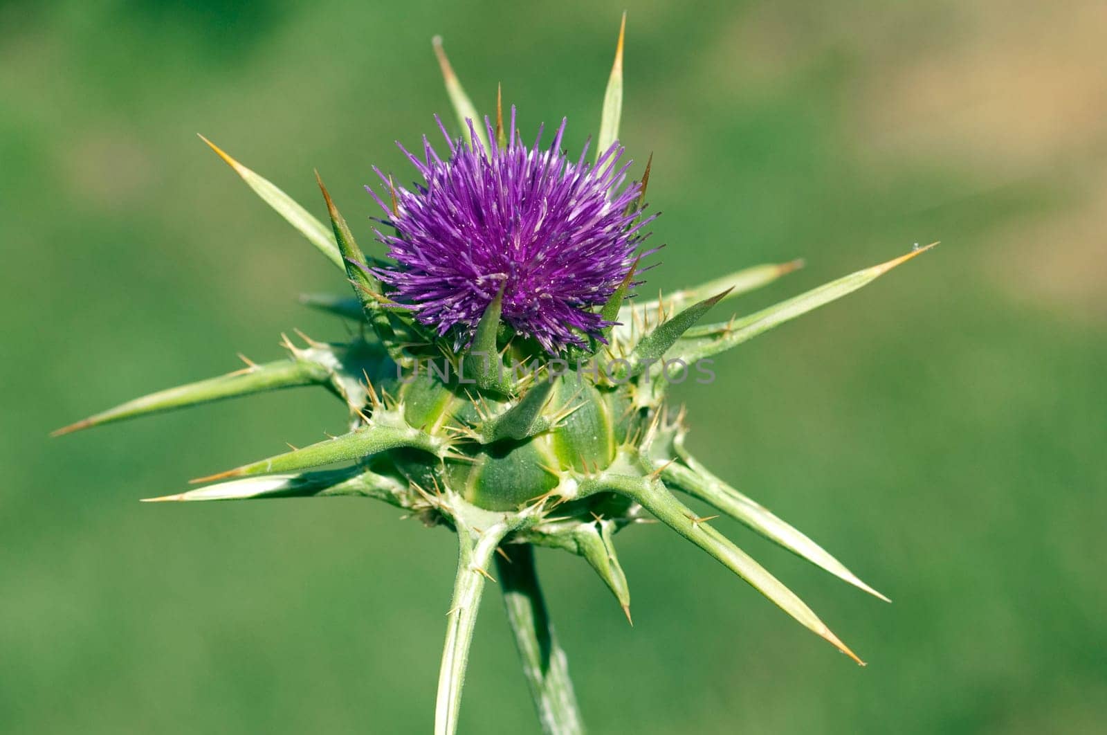 Mariendistel, Silybum, marianum, Distel