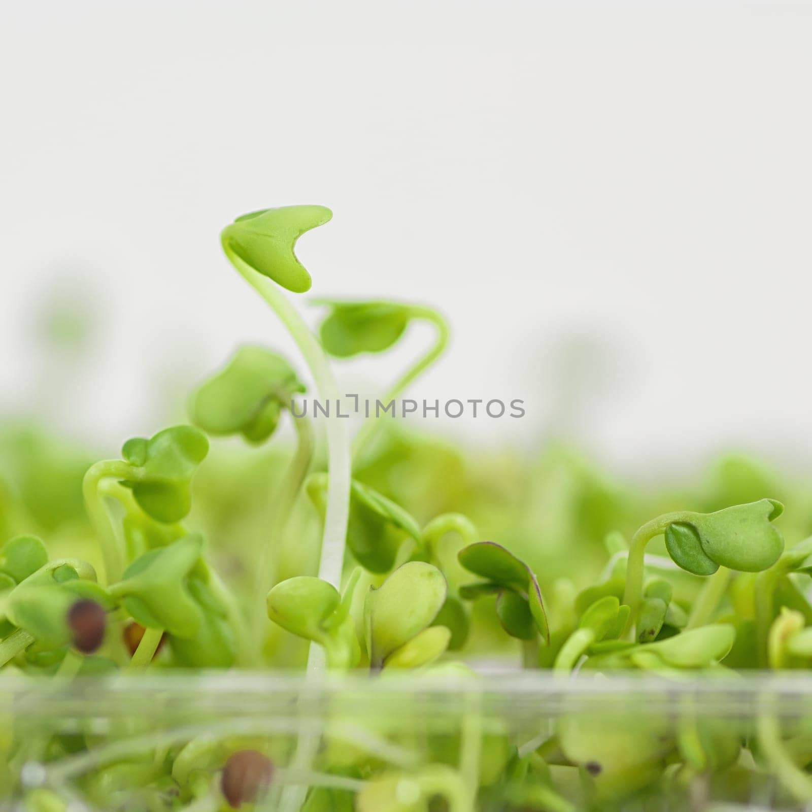 Close-up of broccoli sprouts in a plastic container.