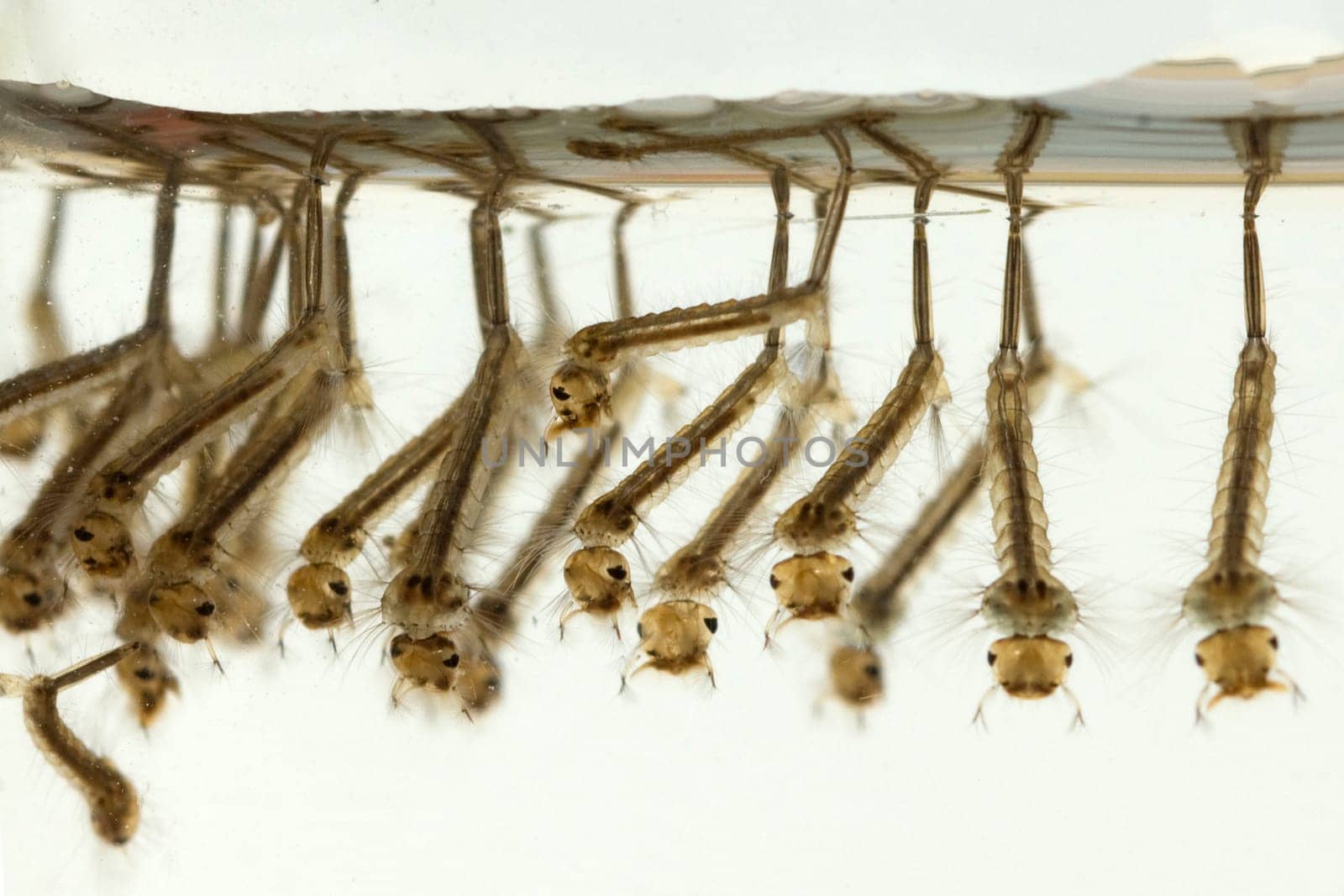 Mueckenlarven, Muecken, Stechmuecken, larven