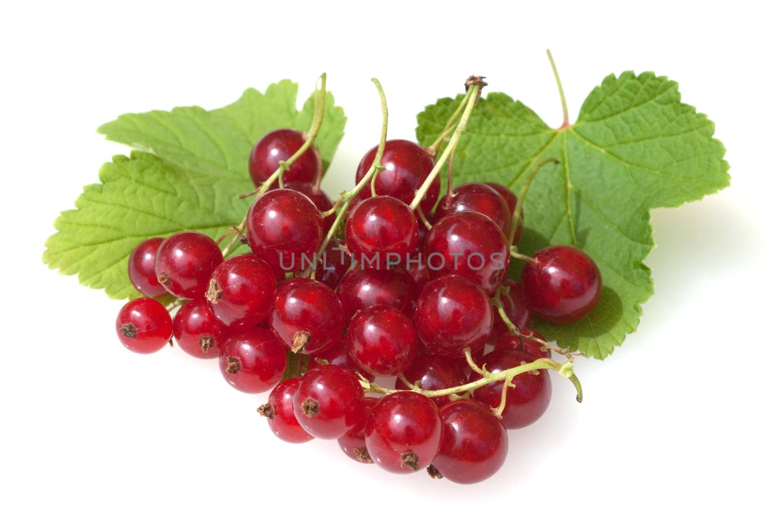 Johannisbeeren  Rote, Ribes, rubrum