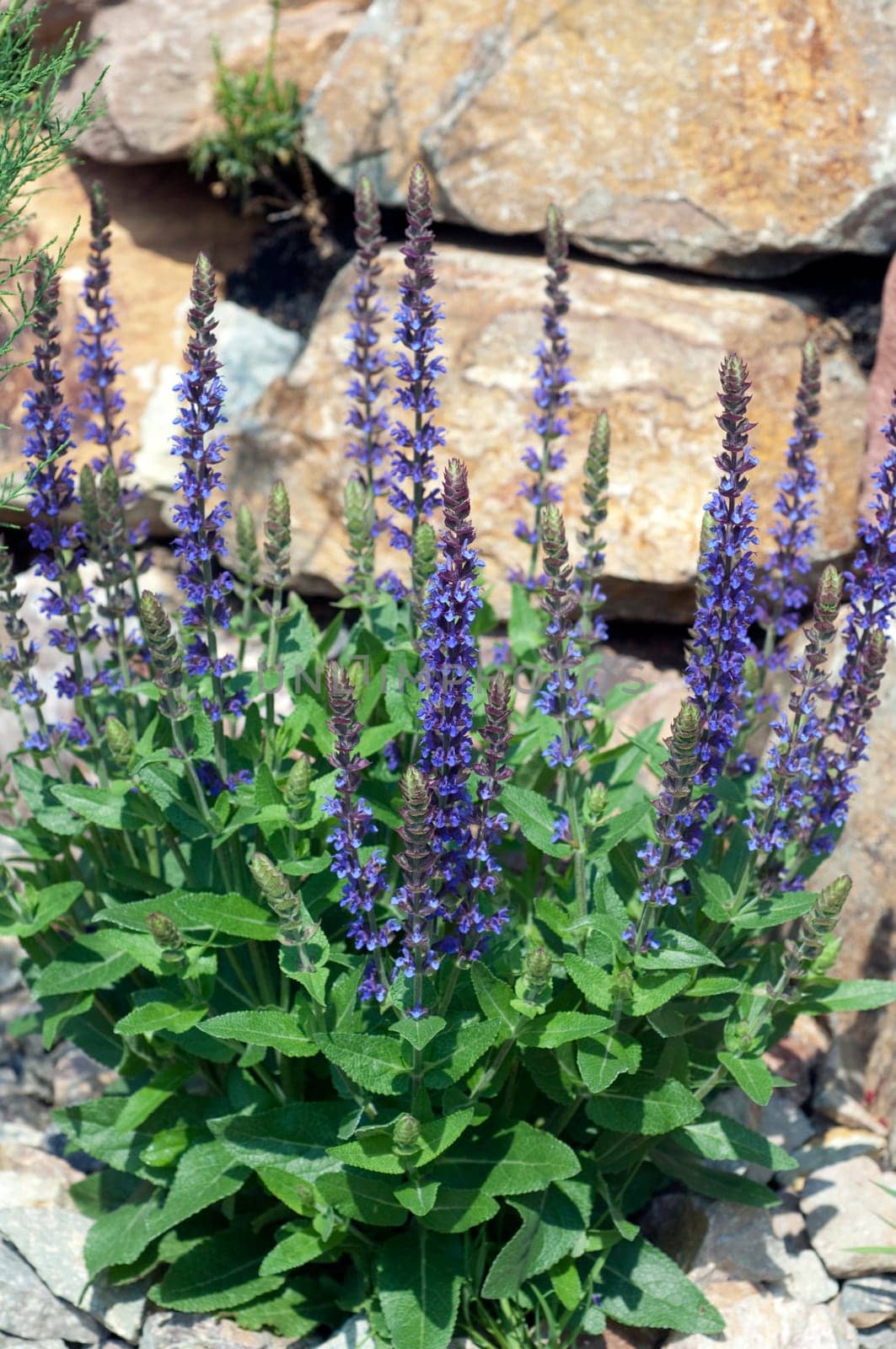 Salvia,nemorosa,East Frisia,Steppensagebei