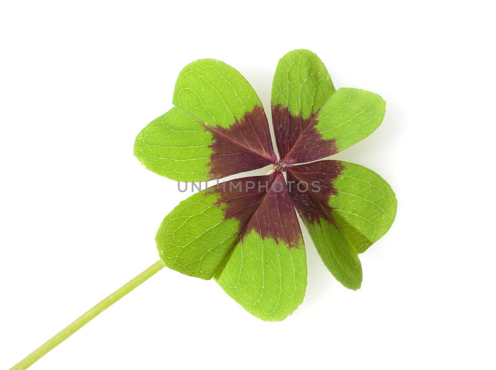 Gluecksklee, Oxalis tetraphylla, Vierblaettriger, Sauerklee