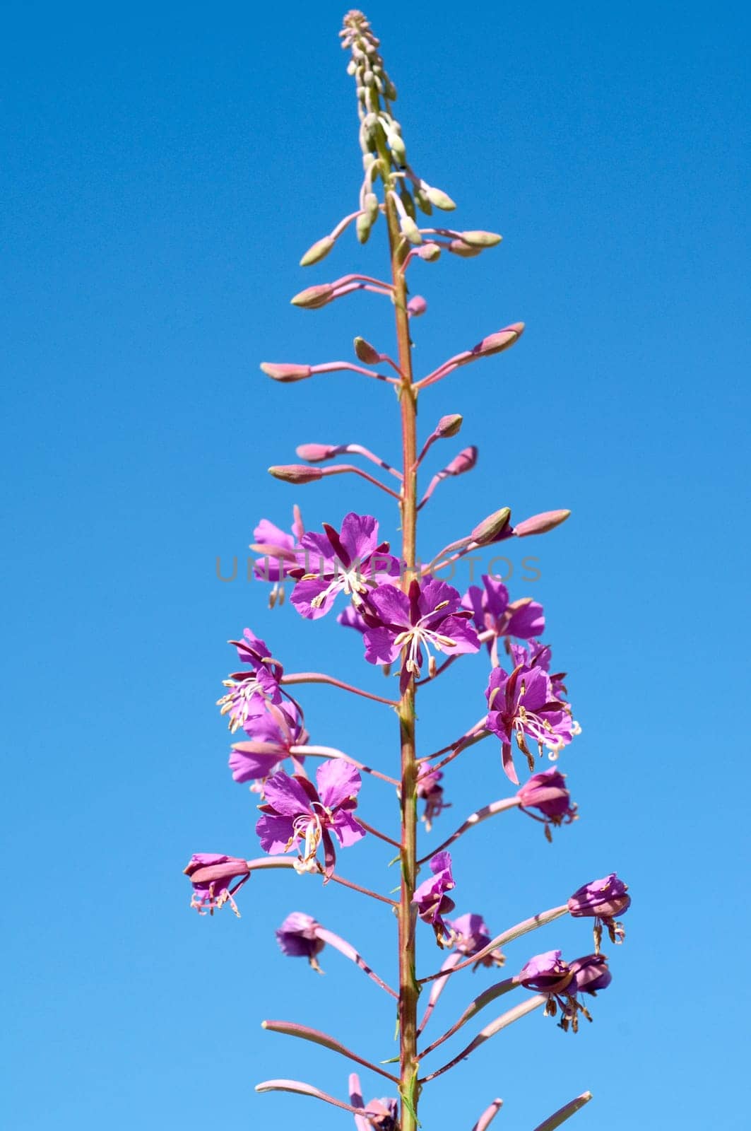 Weidenroeschen  Epilobium angustifolium