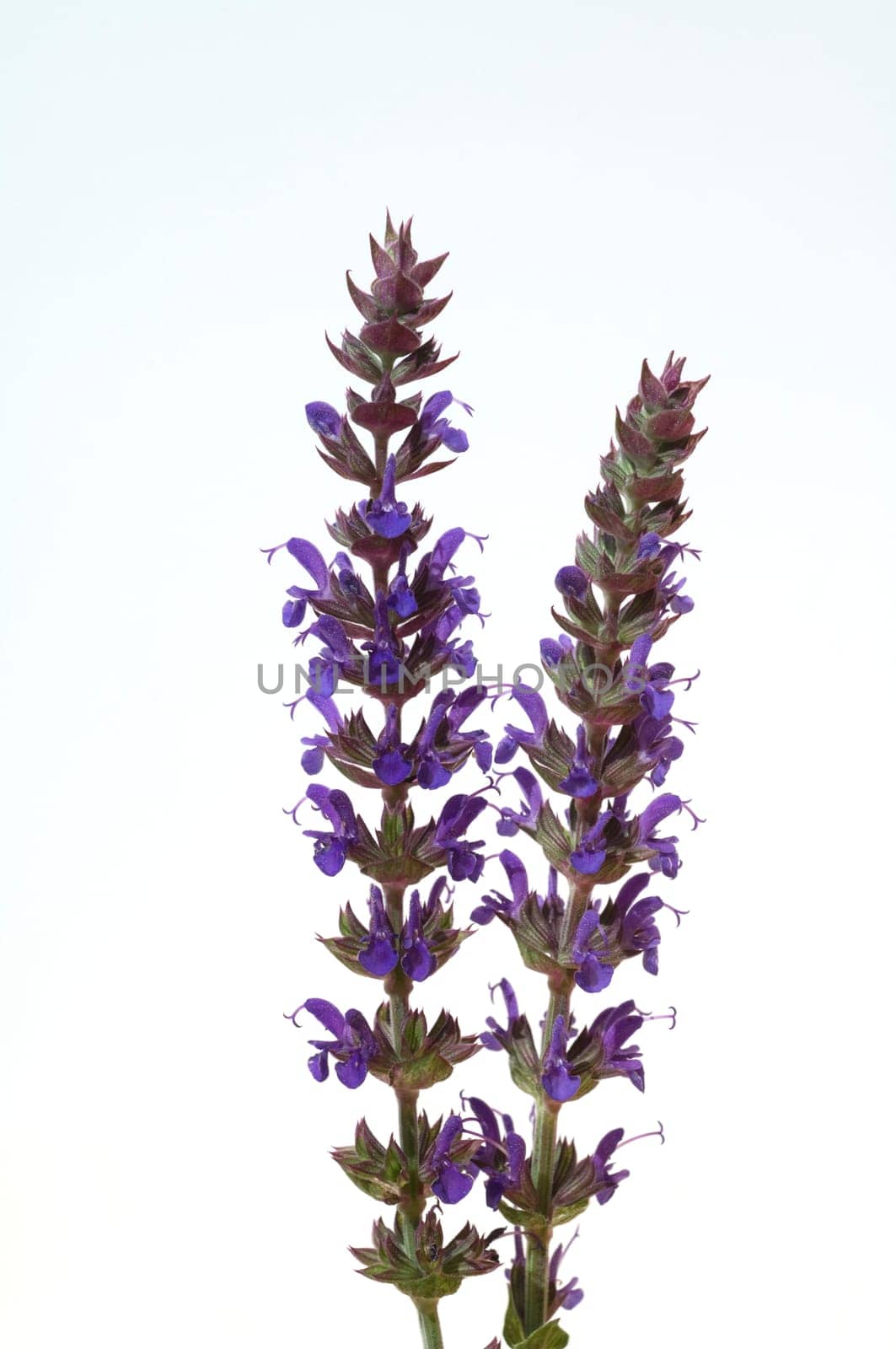 Salvia, nemorosa, ostfriesland, Steppensalbei