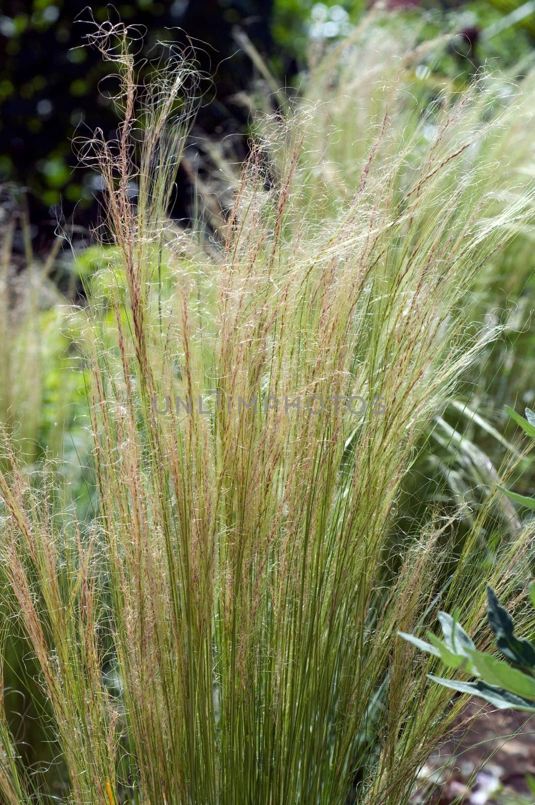 feathergrass,Stipa,tenuifolia,Delicate