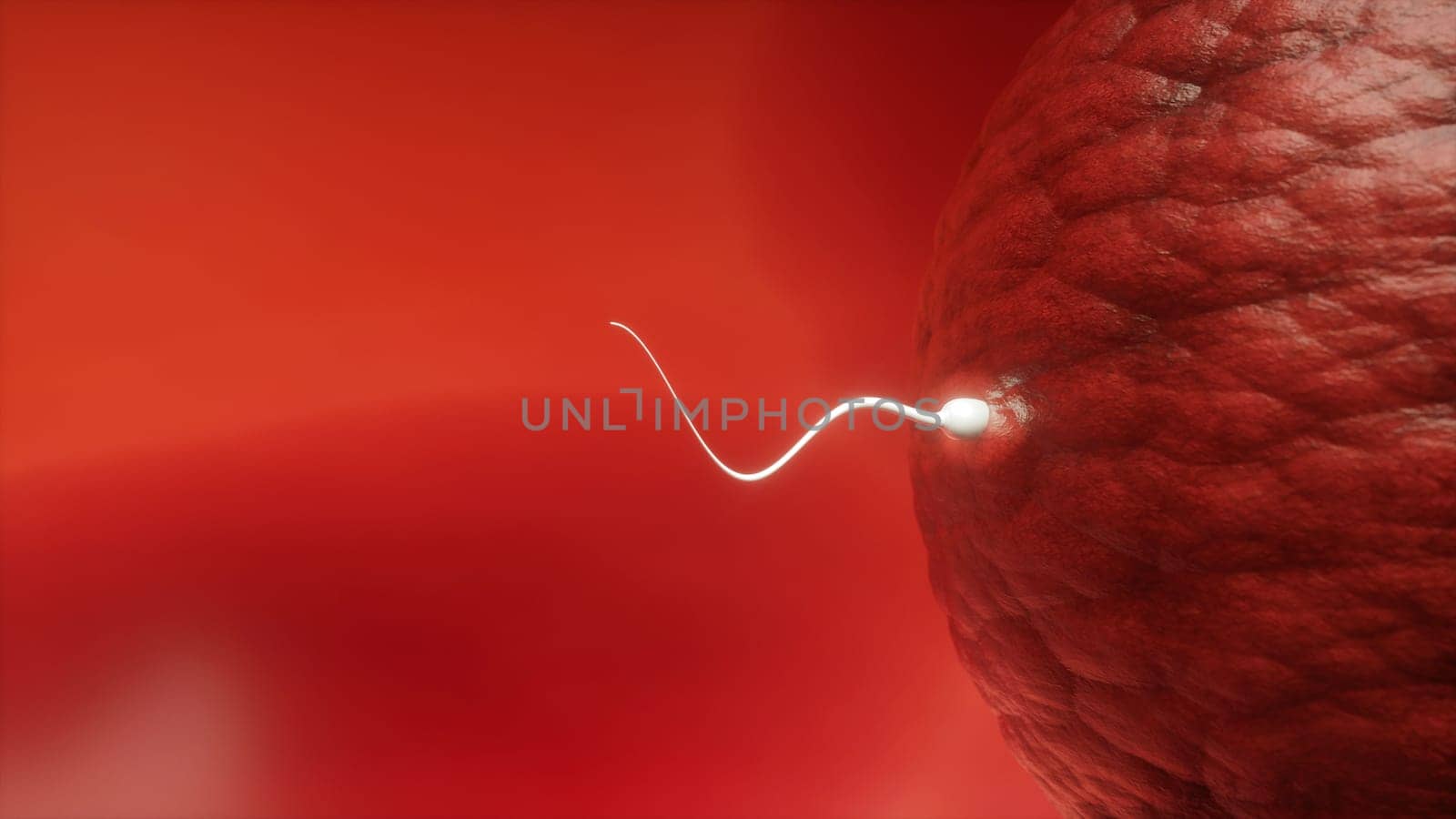 Sperm try to penetrate an egg