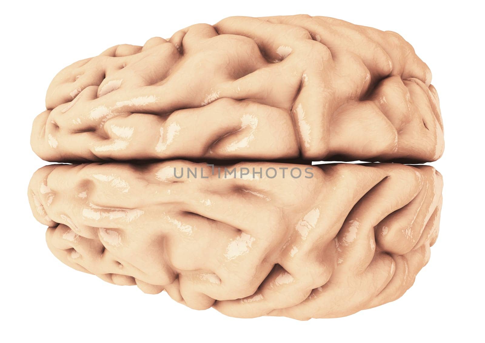 Brain as 3D rendering from above