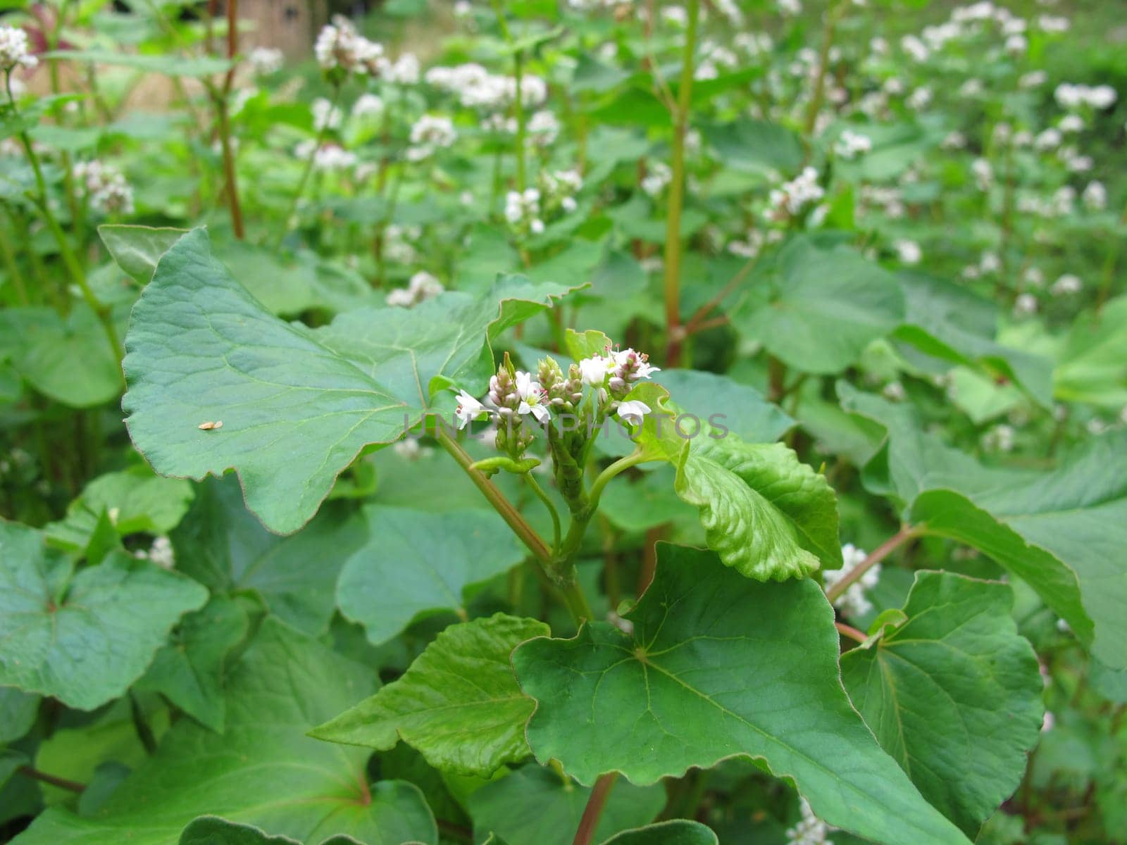 Flowering buckwheat,fagopyrum esculentum