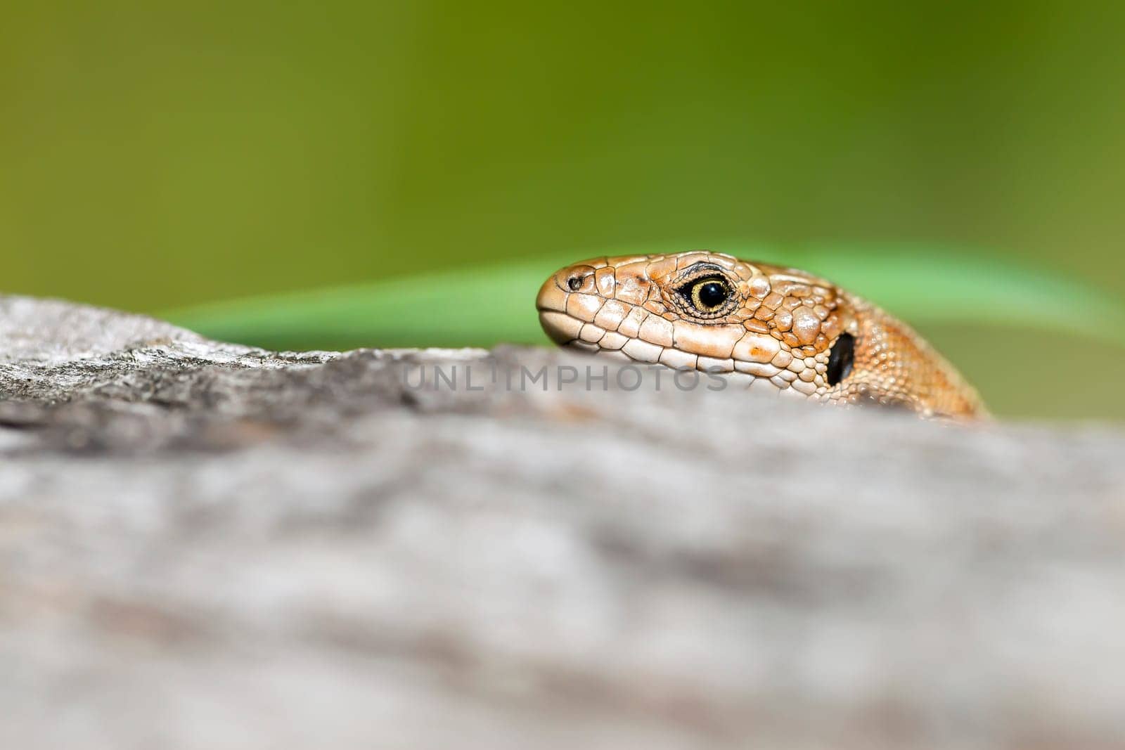 Lizard looks skeptically at the camera - macro shot