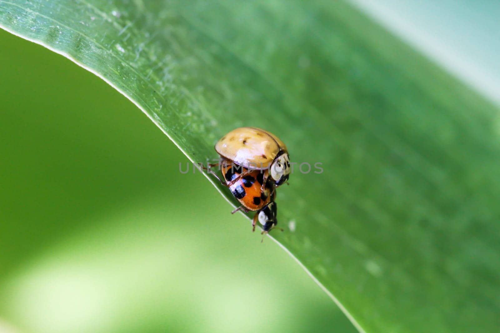 Pairing of the naval beetles