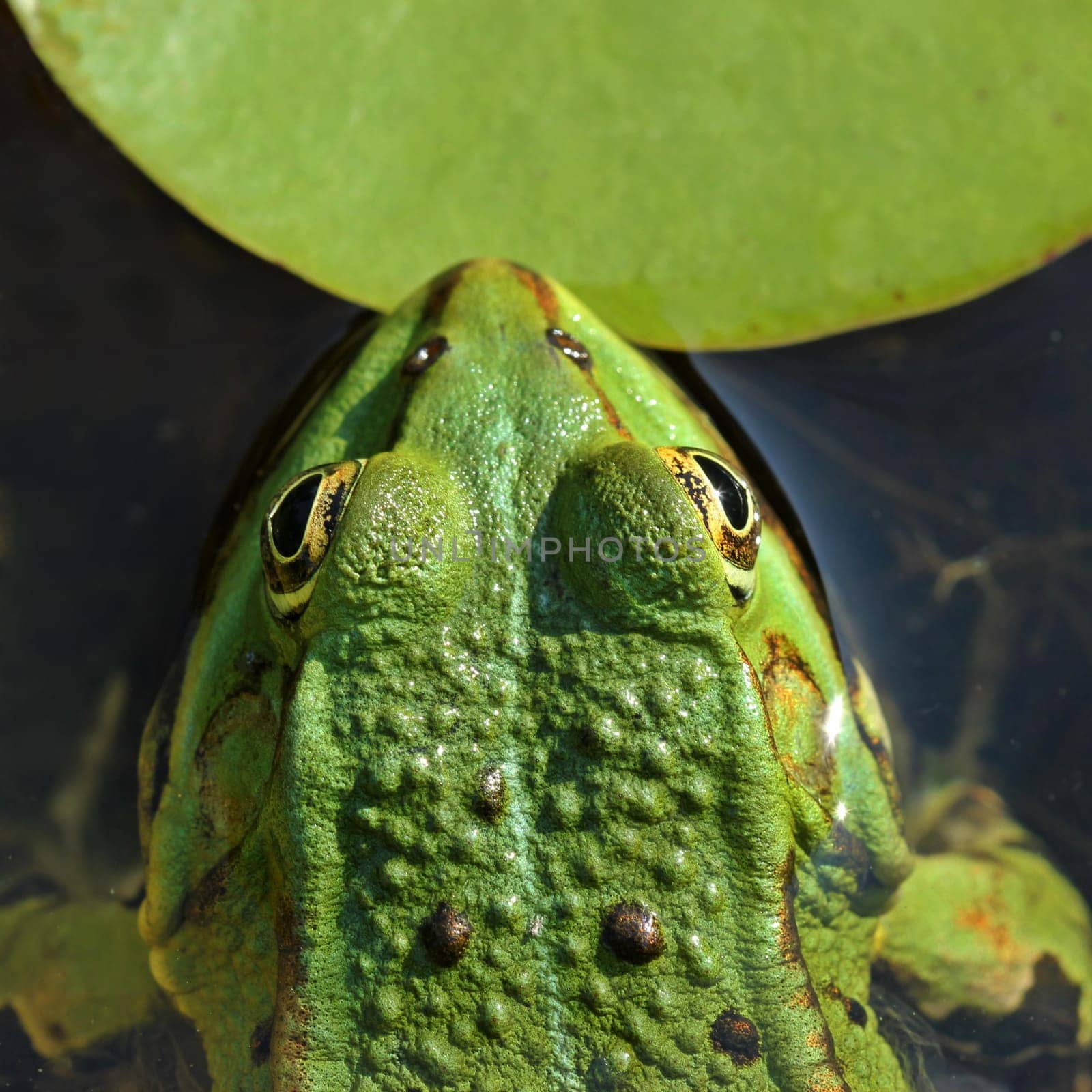 Pond frog (Pelophylax esculentus) from above