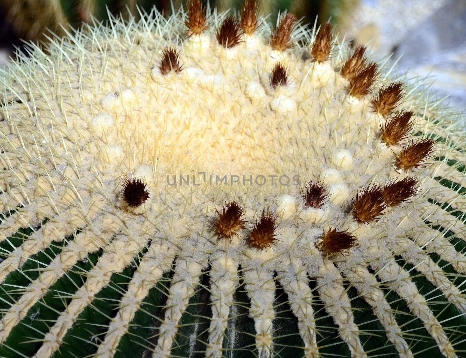 Echinocactus grusonii