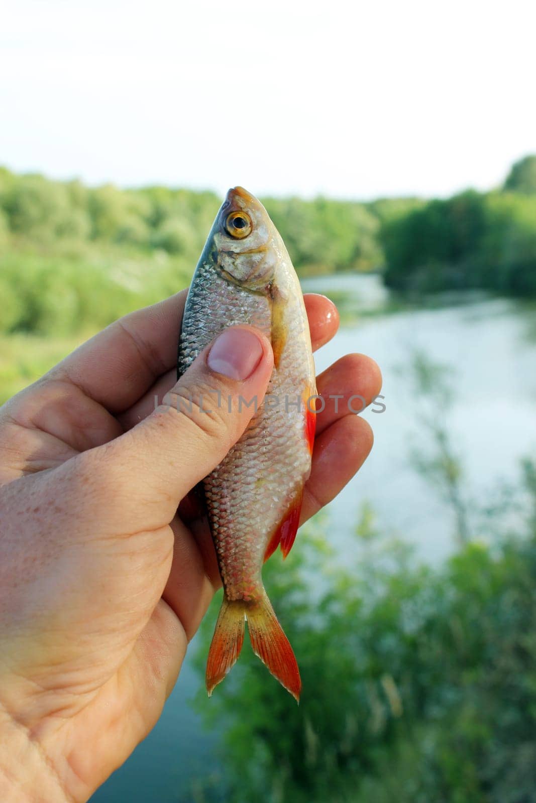 Beautiful rudd in the hand caught in the fishing