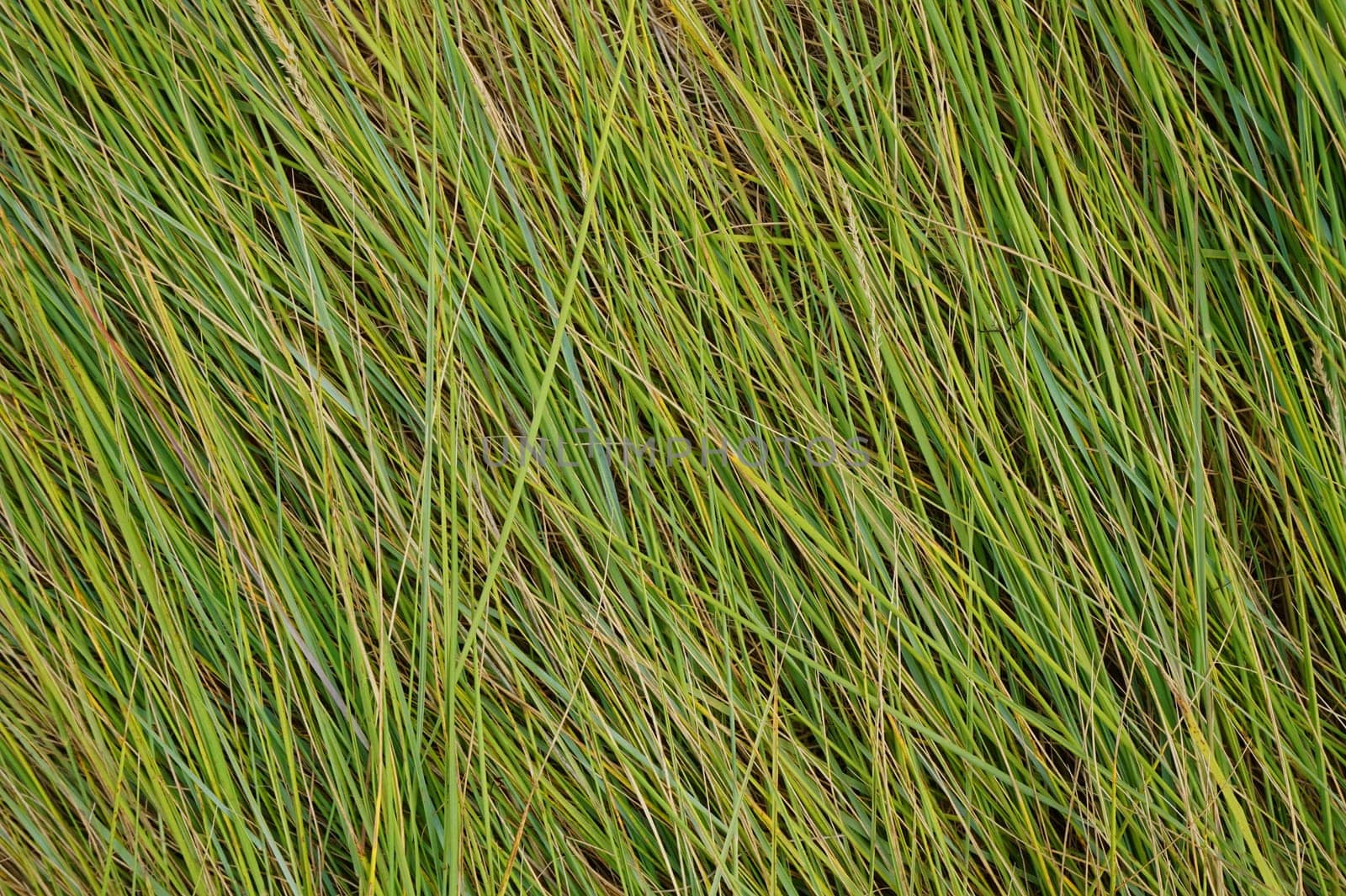 Background of long green blades of grass