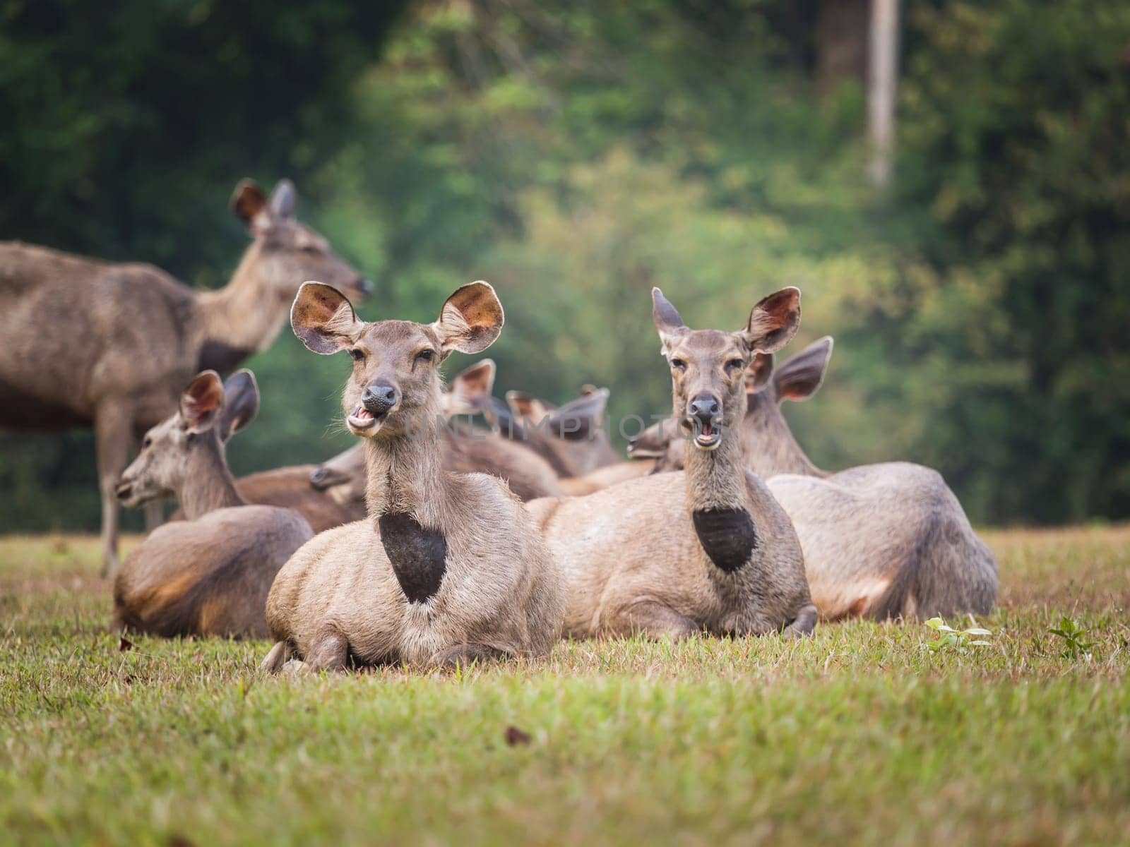 Females of the Sambar deers.