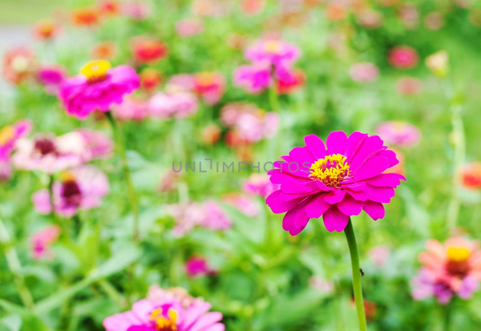 Gerbera or Daisy, Flower pink color and blur background