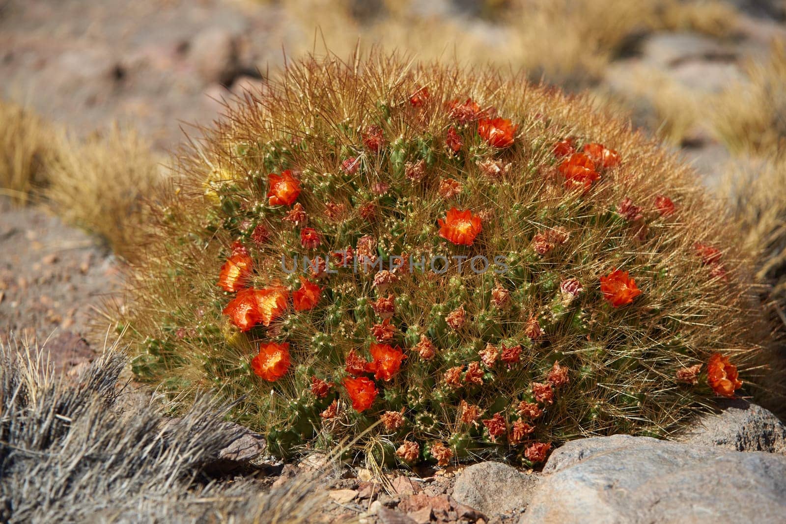 Red and yellow flowering cactus plant (Cumulopuntia boliviana) in the high altitude desert of Lauca National Park, northern Chile.