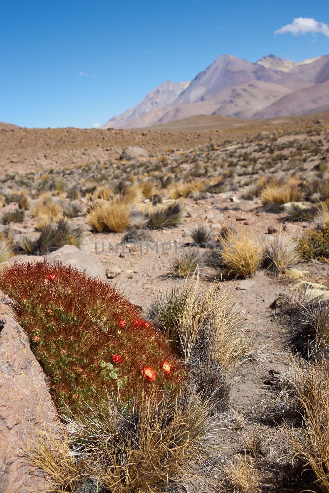 Red and yellow flowering cactus plant (Cumulopuntia boliviana) in the high altitude desert of Lauca National Park, northern Chile.