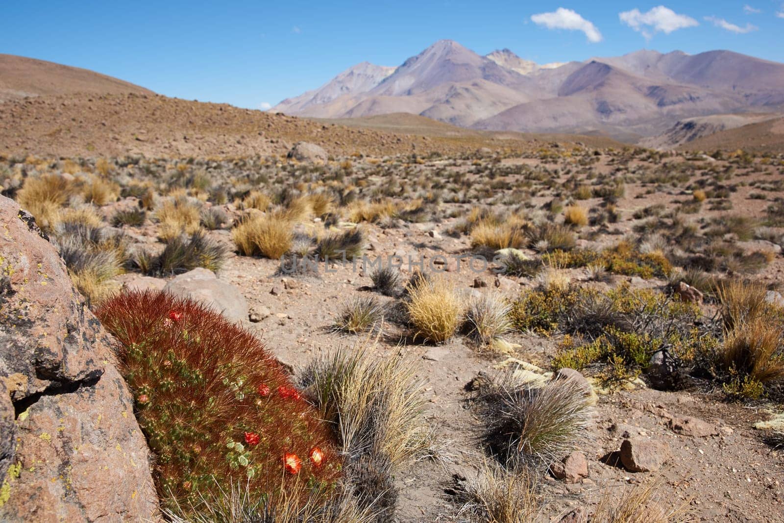 Red and yellow flowering cactus plant (Cumulopuntia boliviana) in the high altitude desert of Lauca National Park, northern Chile.
