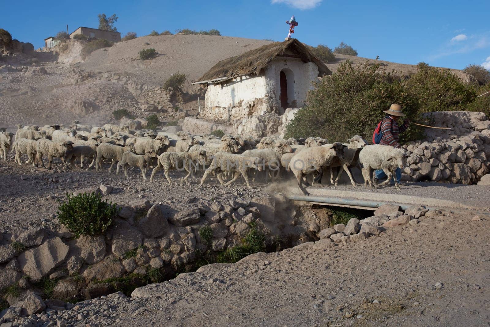 A shepherd with a flock of sheep crossing a bridge over a stream in the small town of Putre in northern Chile. SOme of the leading sheep make a break to drink in the stream.