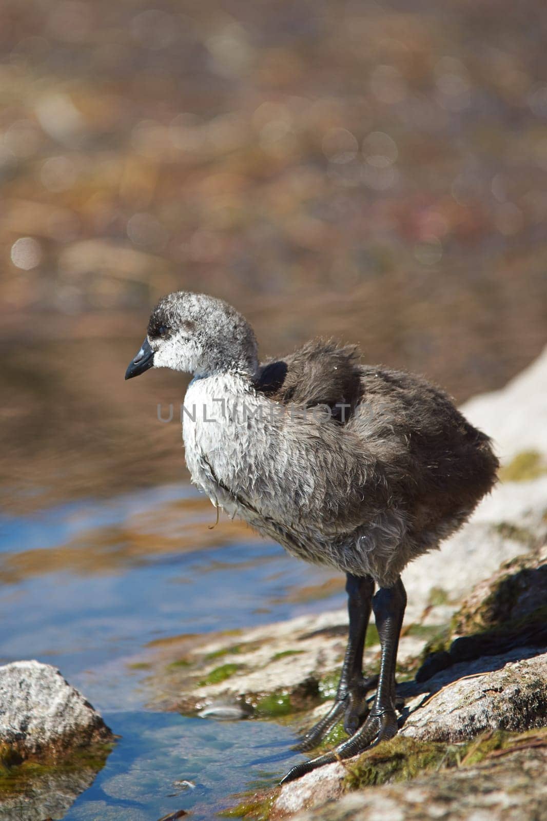 Chick of Giant Coot (Fulica gigantea) standing on the shore of Lake Chungara in the Altiplano of northern Chile.