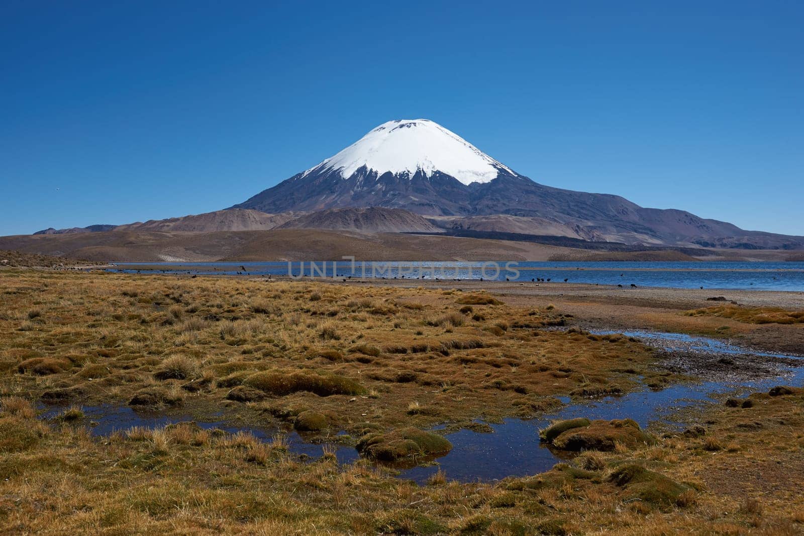 Snow capped Parinacota Volcano, 6,324m high, towering over Lake Chungara in the Altiplano of northern Chile.