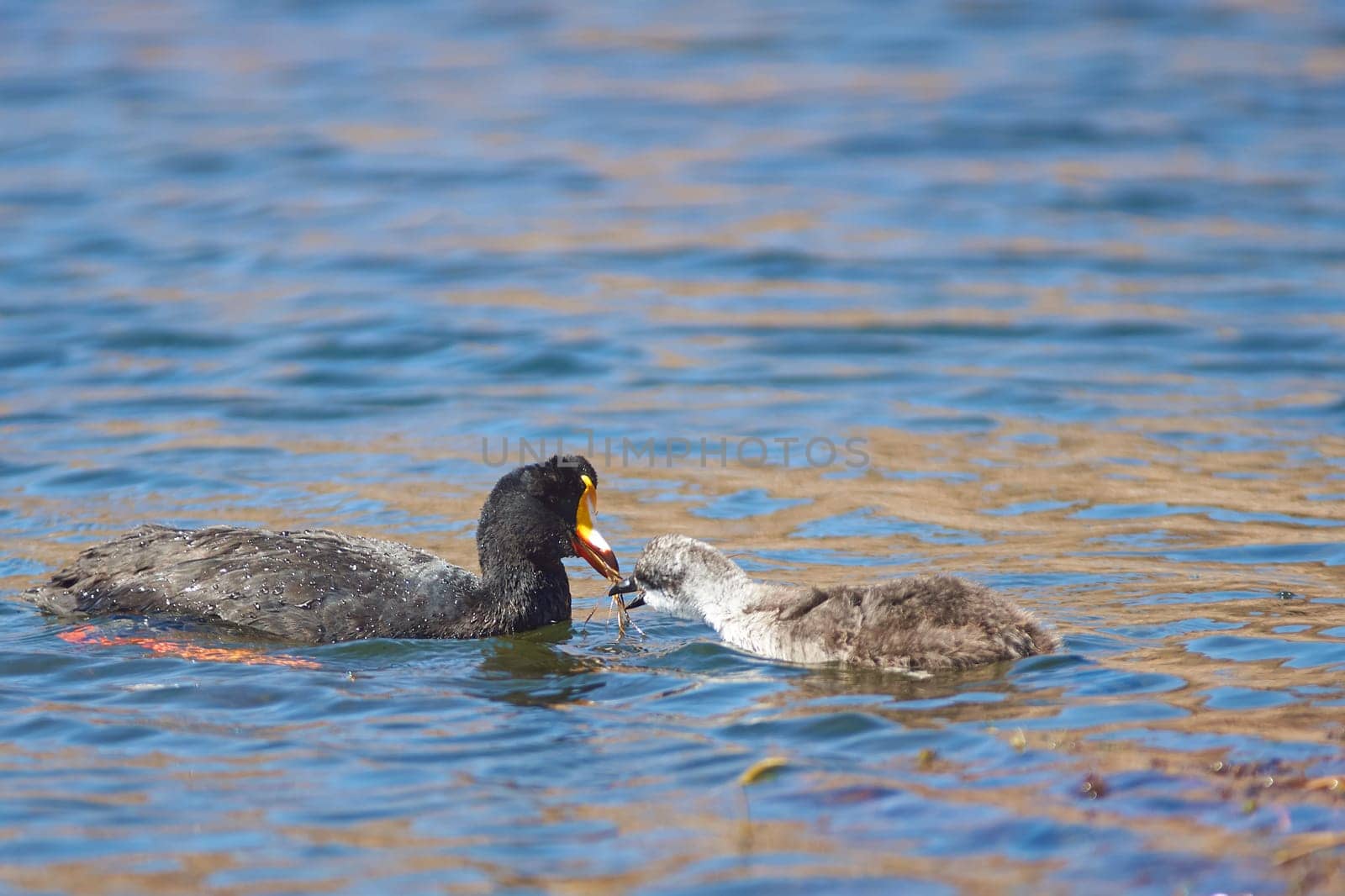Giant Coot (Fulica gigantea) feeding a chick whilst swimming on Lake Chungara in the Altiplano of northern Chile.
