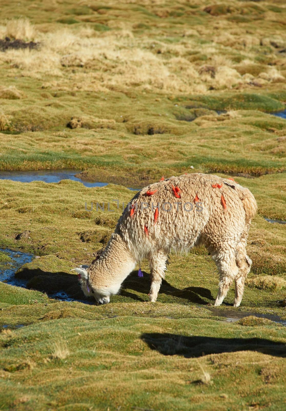 Alpaca grazing on course grass in the Altiplano of northern Chile.