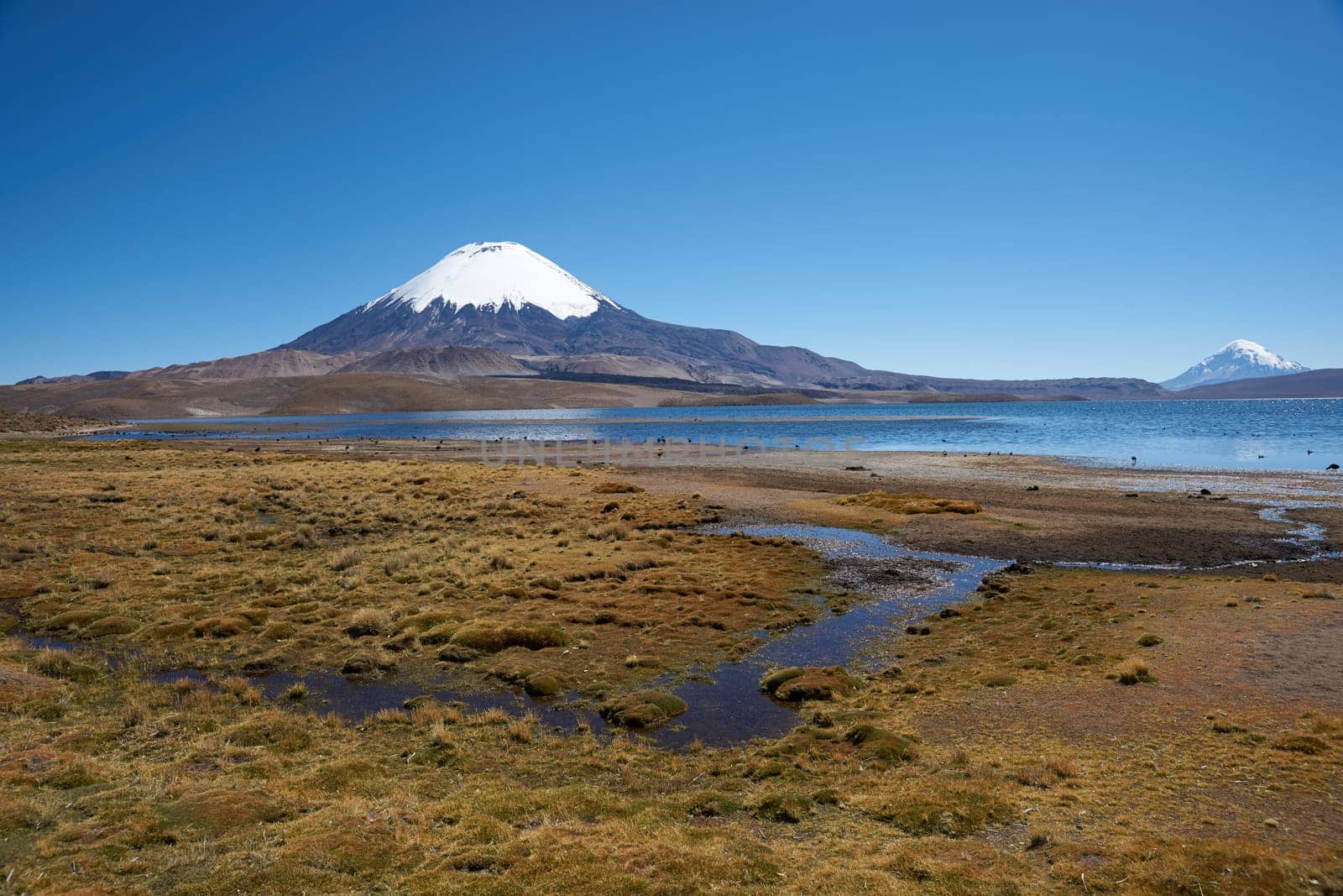 Snow capped Parinacota Volcano, 6,324m high, towering over Lake Chungara in the Altiplano of northern Chile.