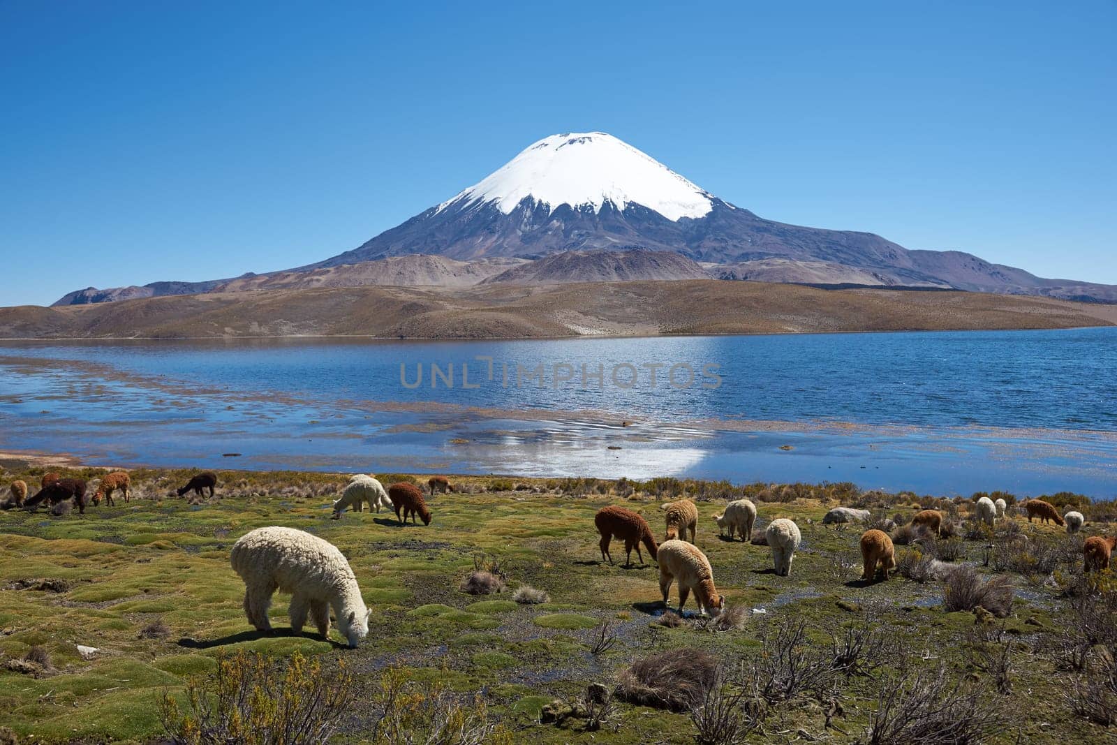 Alpaca's grazing on the shore of Lake Chungara at the base of Parinacota Volcano, 6,324m high, in the Altiplano of northern Chile.