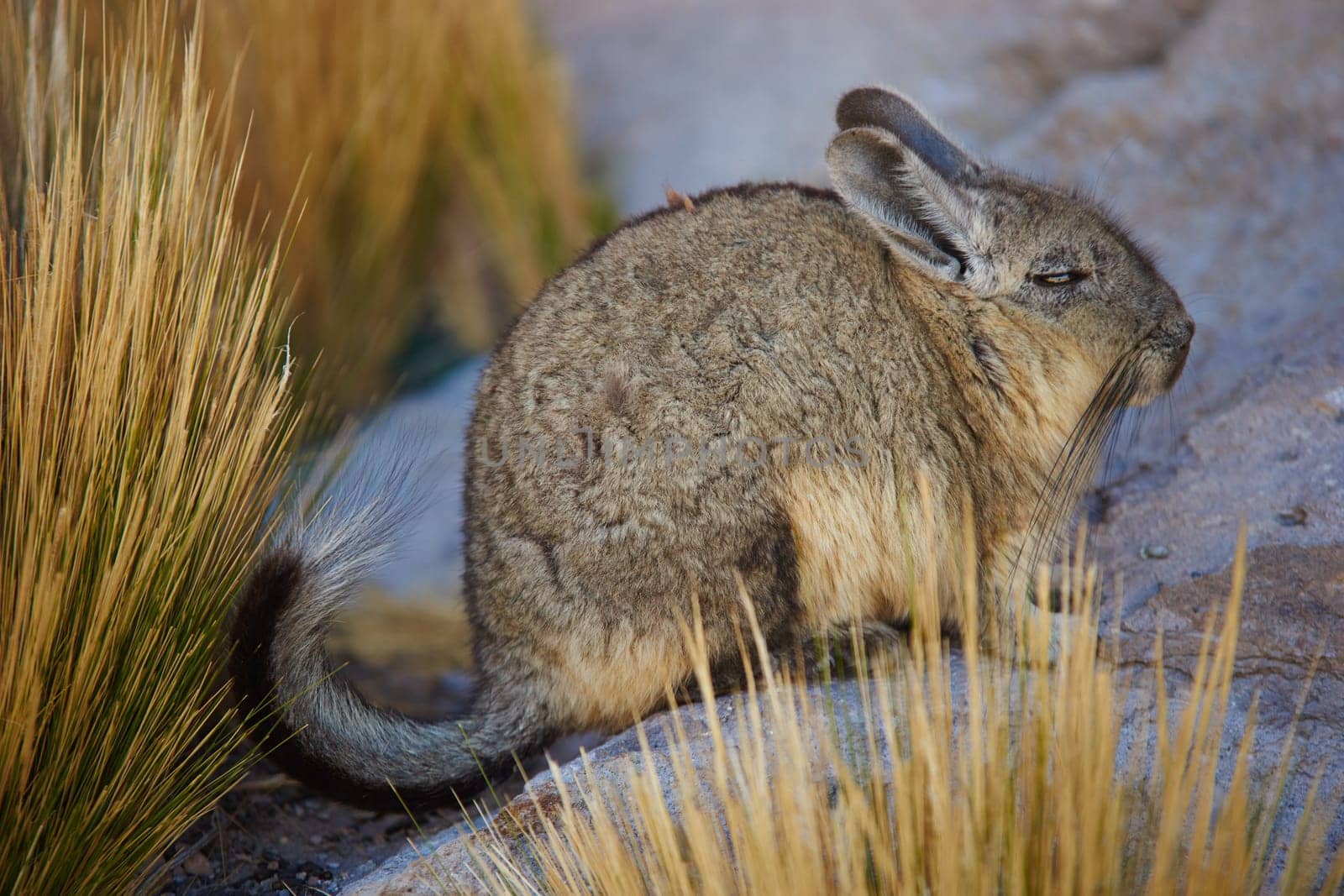Mountain Viscacha (Lagidium viscasia) resting on a rock in Lauca National Park, northern Chile.