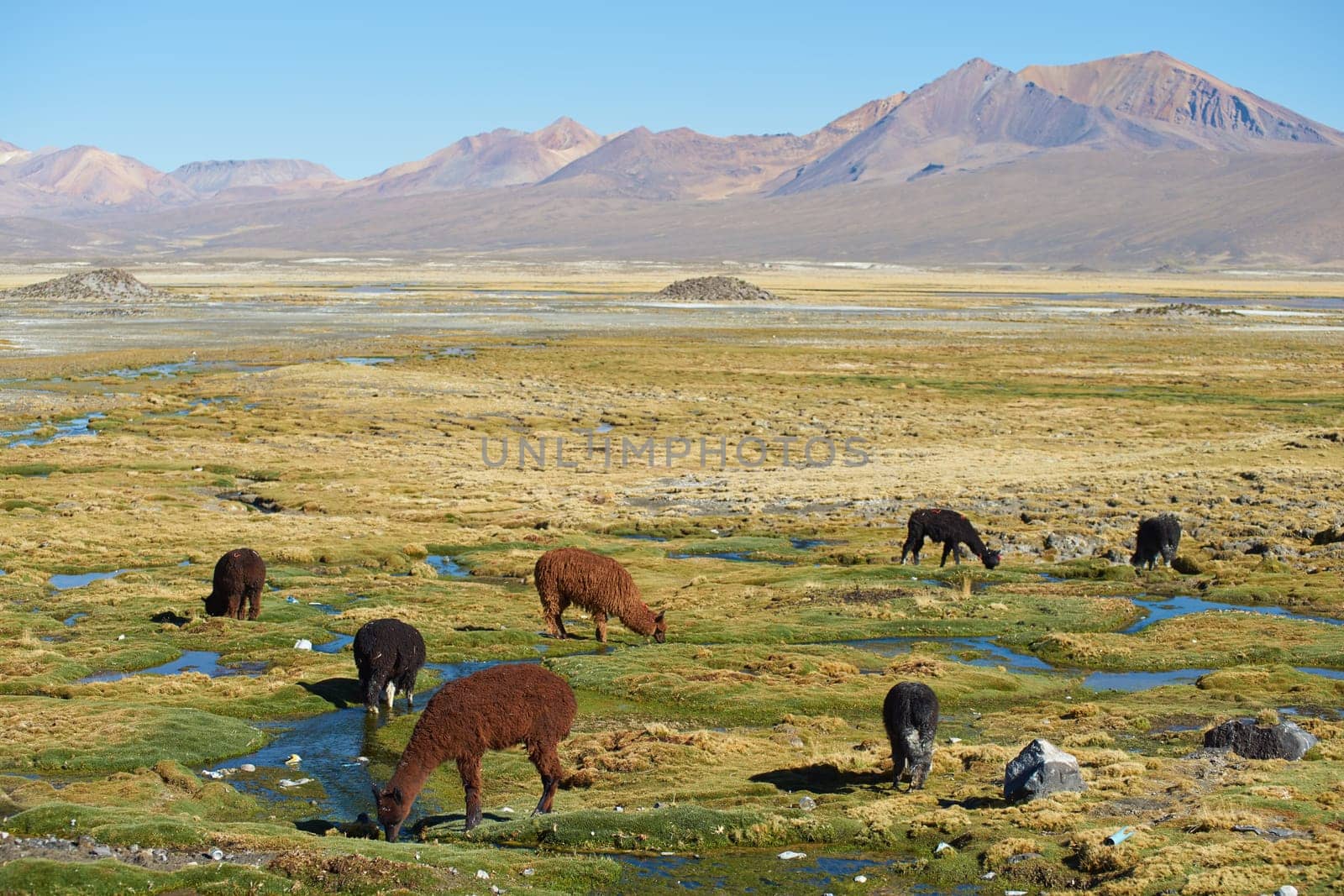 Alpaca grazing on course grass in the Altiplano of northern Chile.