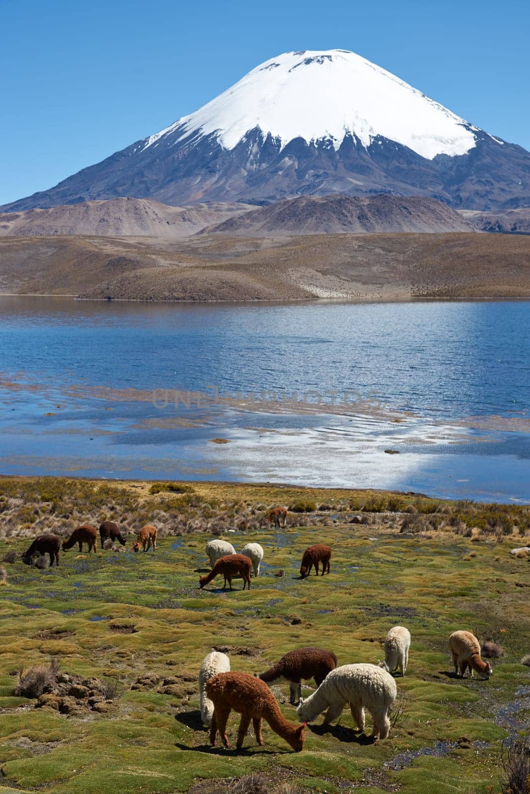 Alpaca's grazing on the shore of Lake Chungara at the base of Parinacota Volcano, 6,324m high, in the Altiplano of northern Chile.