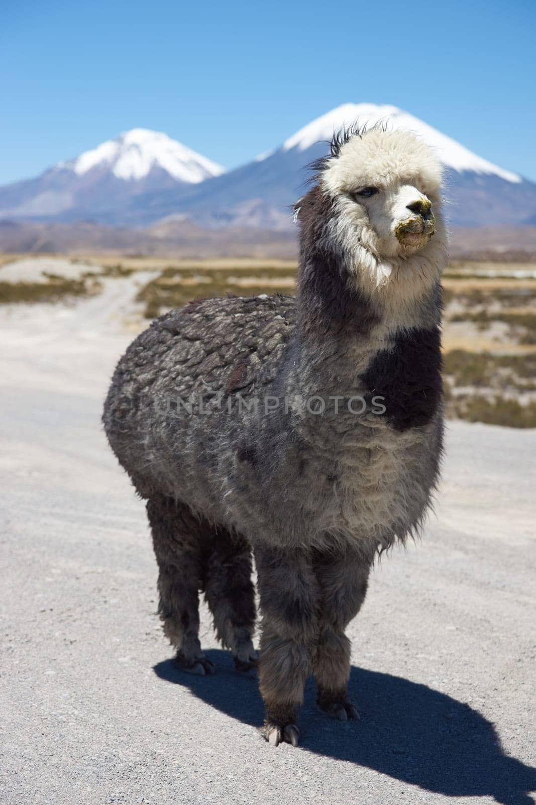 Alpaca in Lauca National Park, northern Chile. Alpaca are domesticated animals kept for their fine wool and meat.  In the background are the volcanoes Parinacota (6342m) and Pomerape (6240m).