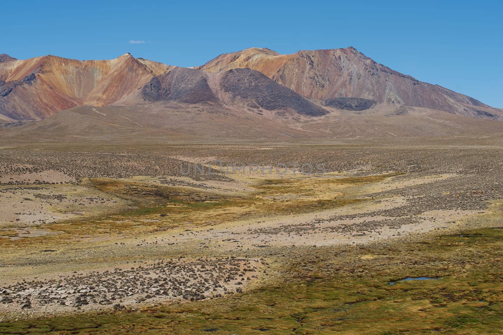 The altiplano, around 4000 metres above sea level, in Lauca National Park, Chile. In the foreground is a wetland area containing course green grass known locally as a bofedal, beyond are the colouful slopes of a long extinct volcano.