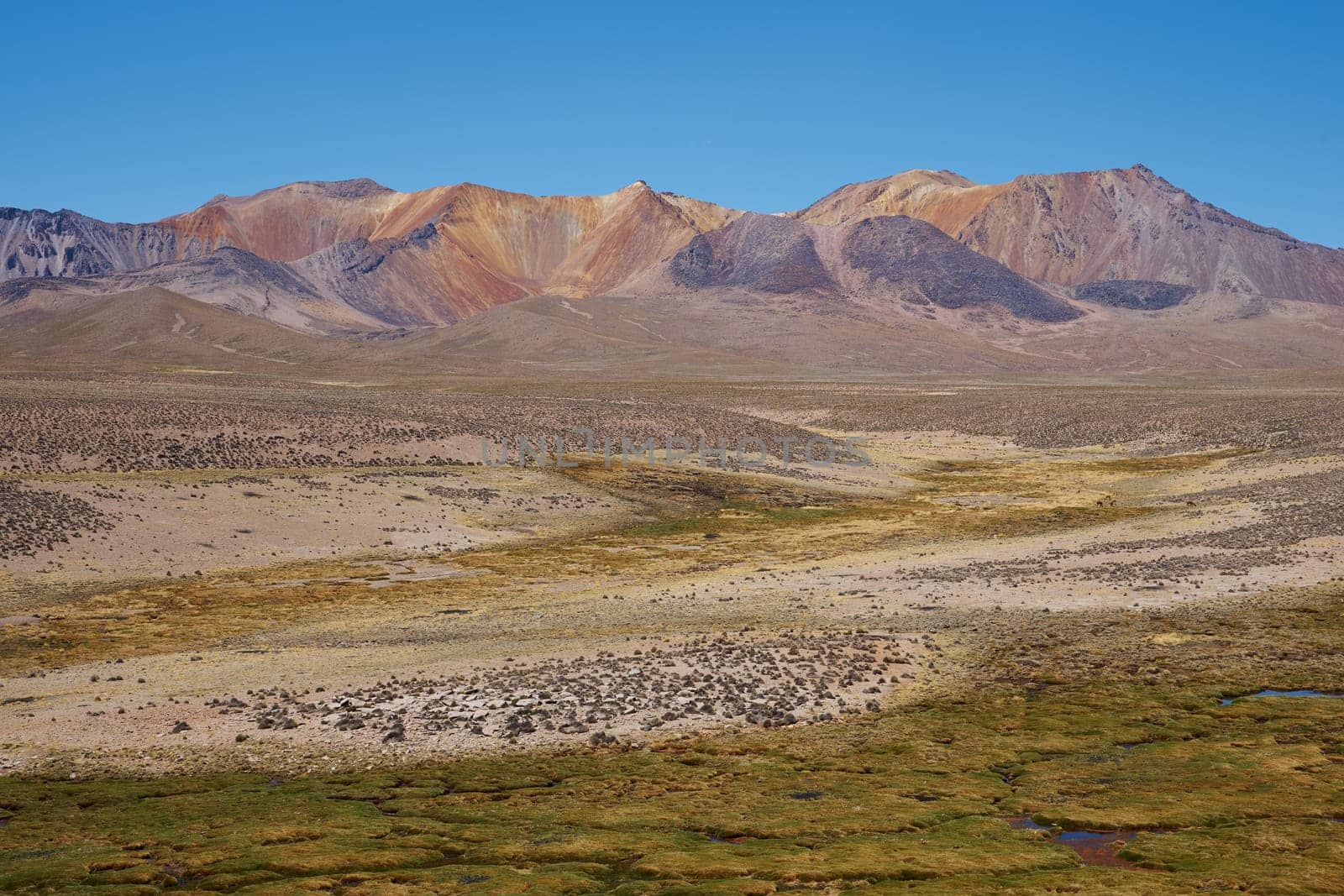 The altiplano, around 4,000 metres above sea level, in Lauca National Park, Chile. In the foreground is a wetland area containing course green grass known locally as a bofedal, beyond are the colouful slopes of a long extinct volcano.