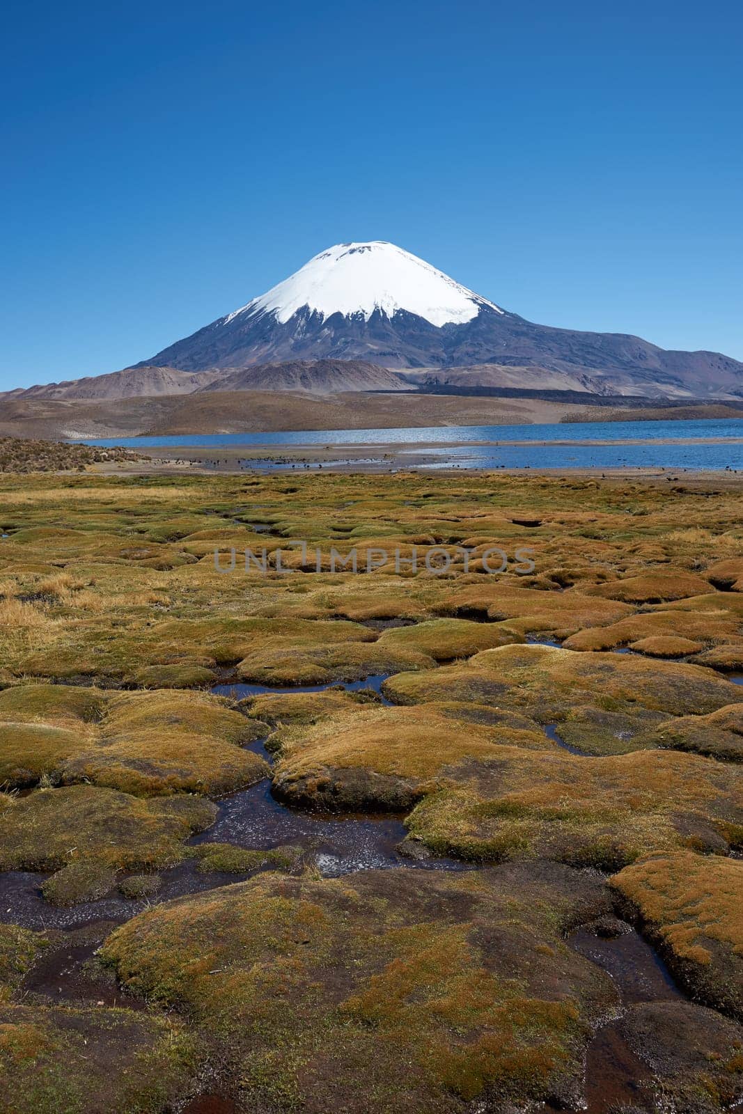 Snow capped Parinacota Volcano, 6,324m high, towering over Lake Chungara in the Altiplano of northern Chile.