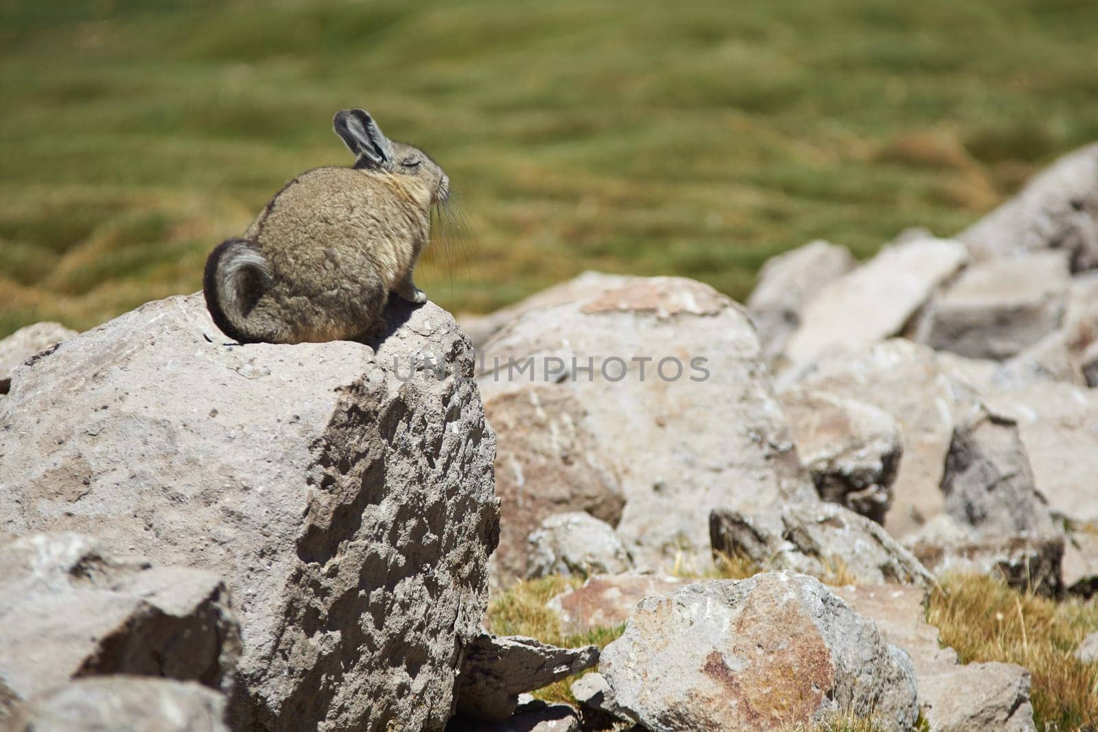 Mountain Viscacha (Lagidium viscasia) resting on a rock in Lauca National Park, northern Chile.