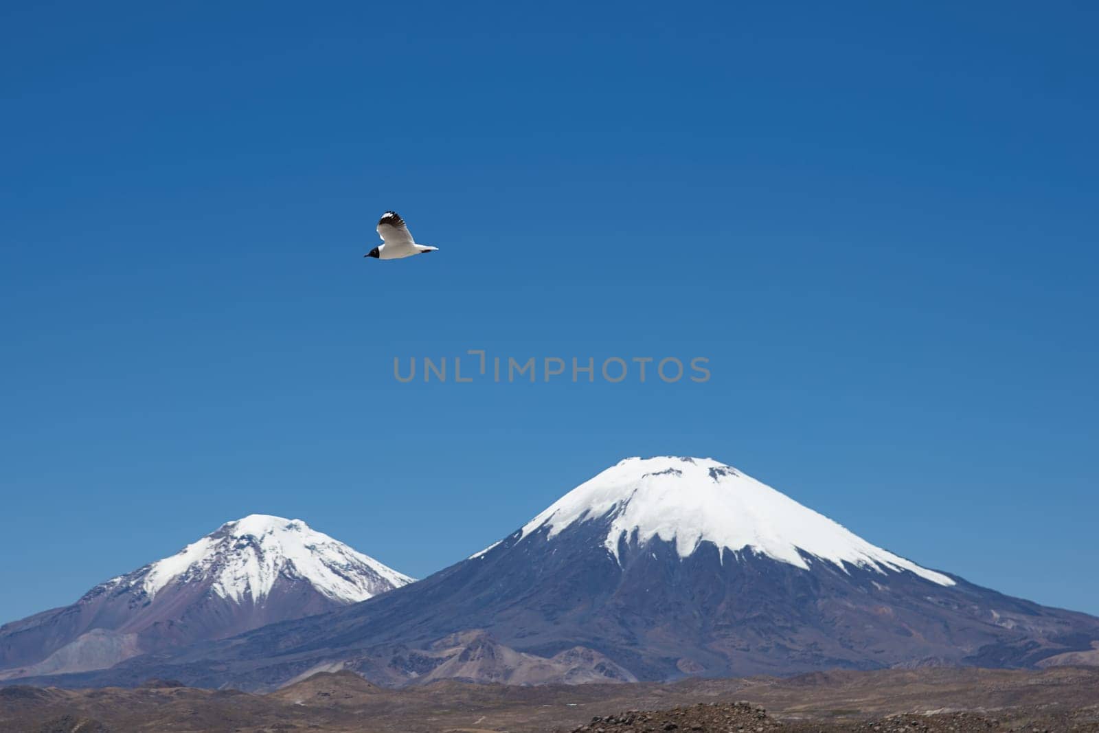 Andean Gull (Gaviota andina) flying in the clear blue sky of the altiplano in Lauca National Park, northern Chile. Snow and ice covered peaks of the volcanoes Parinacota (6342m) and Pomerape (6240m) beyond.