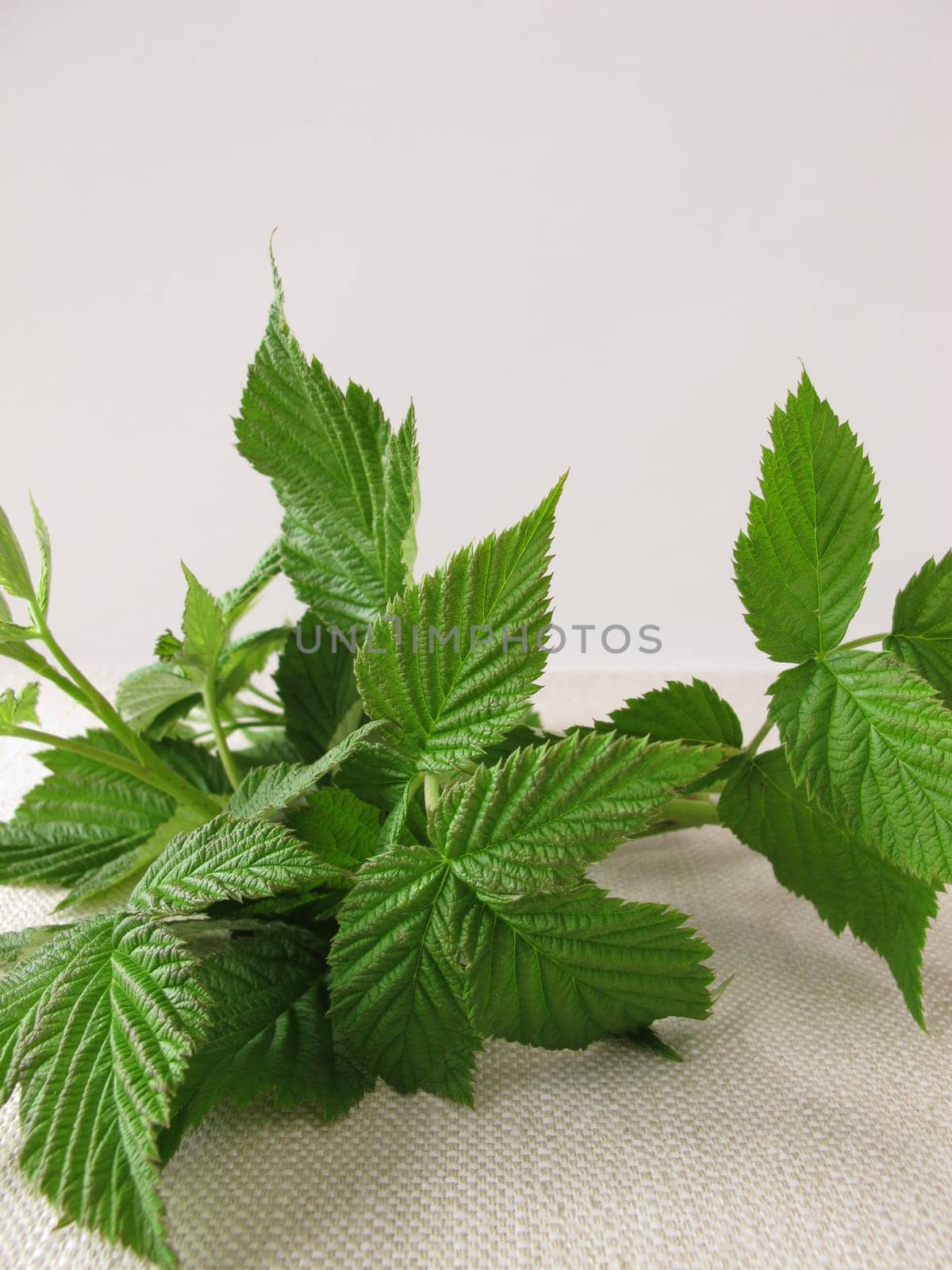 Raspberry leaves for raspberry leaf tea