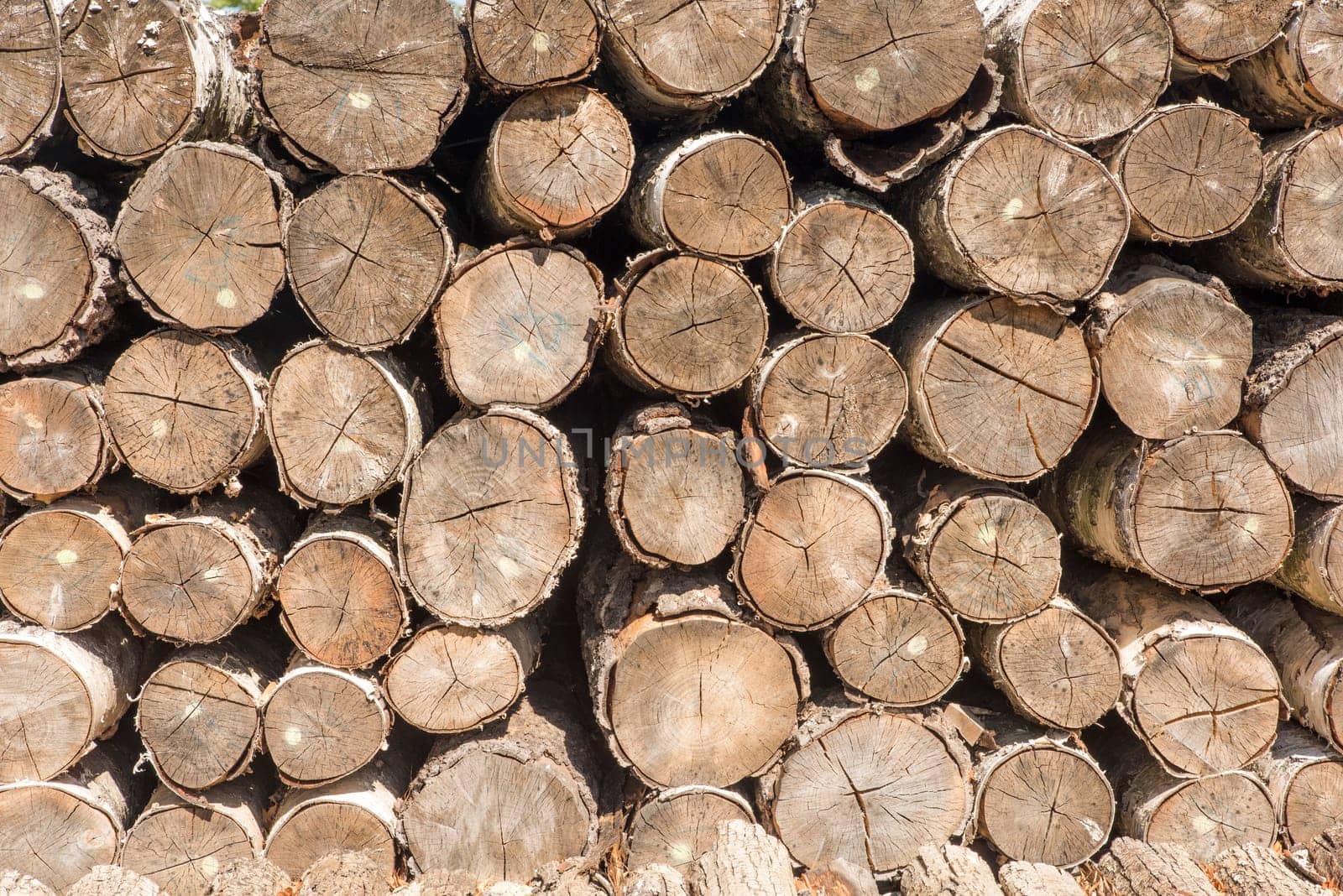 layered tree trunks