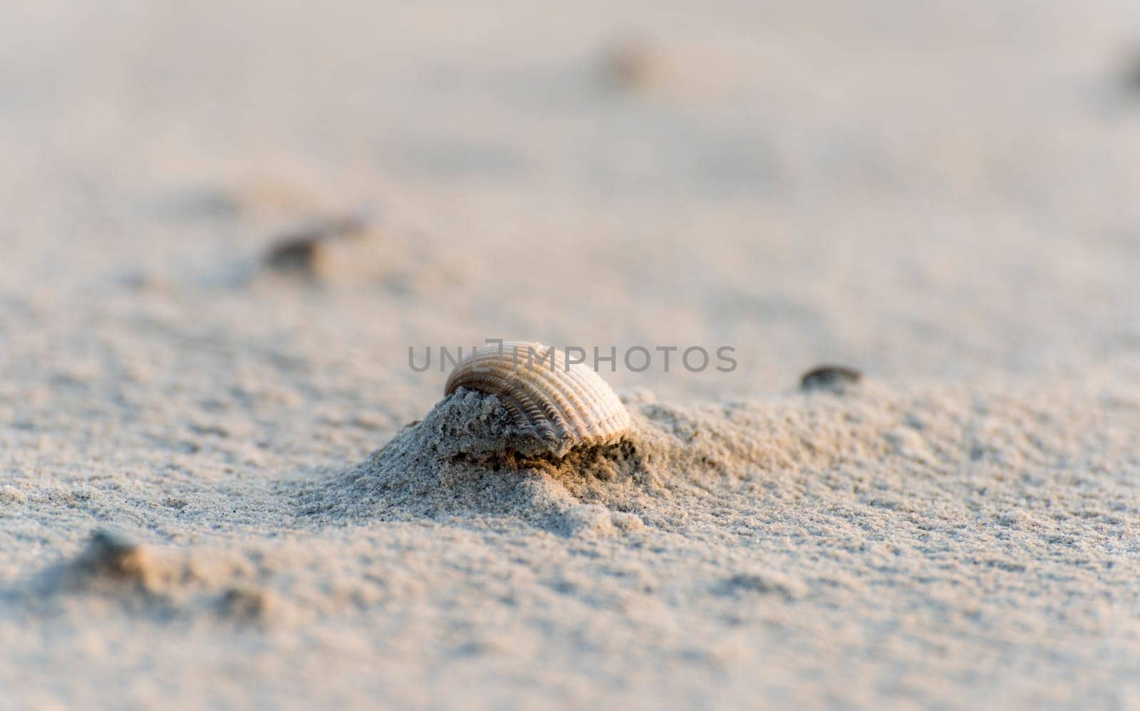 Mussels on the beach