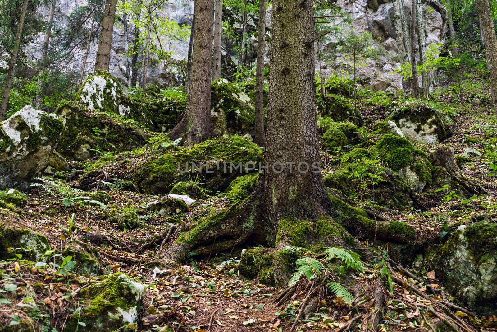 Forest,landscape with needlebuilding and moss-covered stones