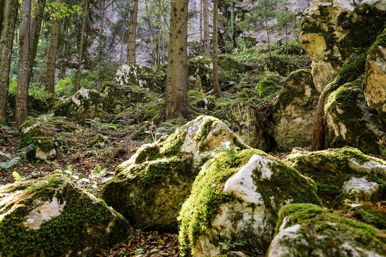 Forest,landscape with needlebuilding and moss-covered stones