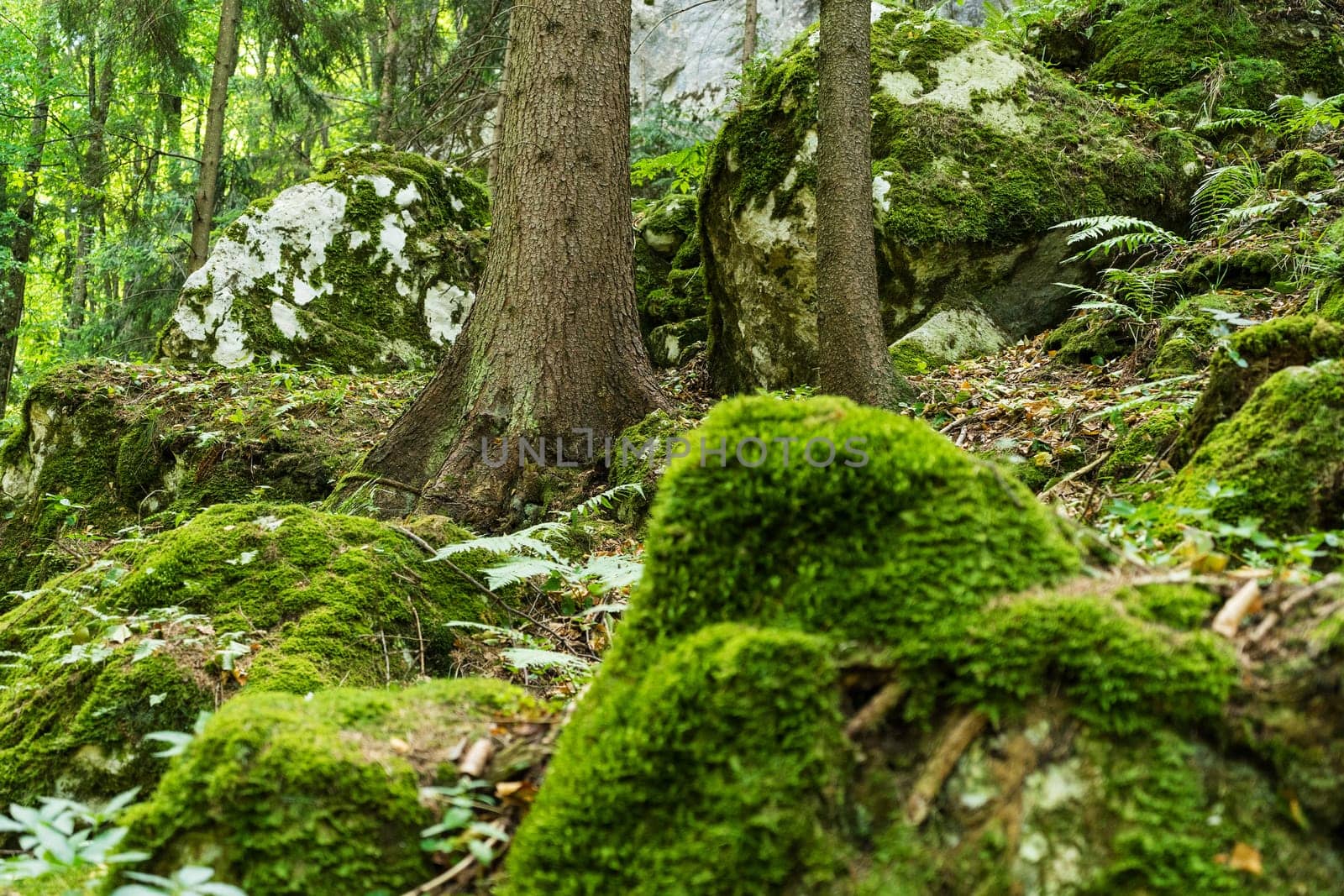 Forest,landscape with needlebuilding and moss-covered stones
